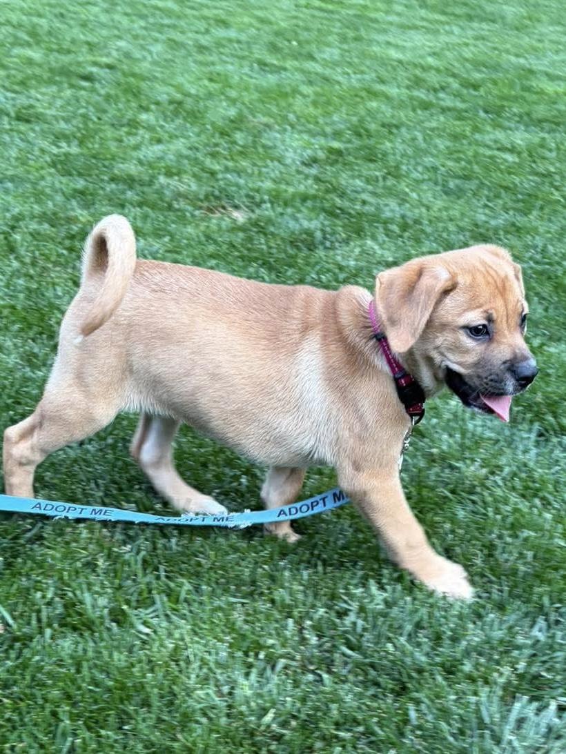 Enlarge Hemi, a ADOPTABLE mixed breed in Bethlehem, PA image 4/4