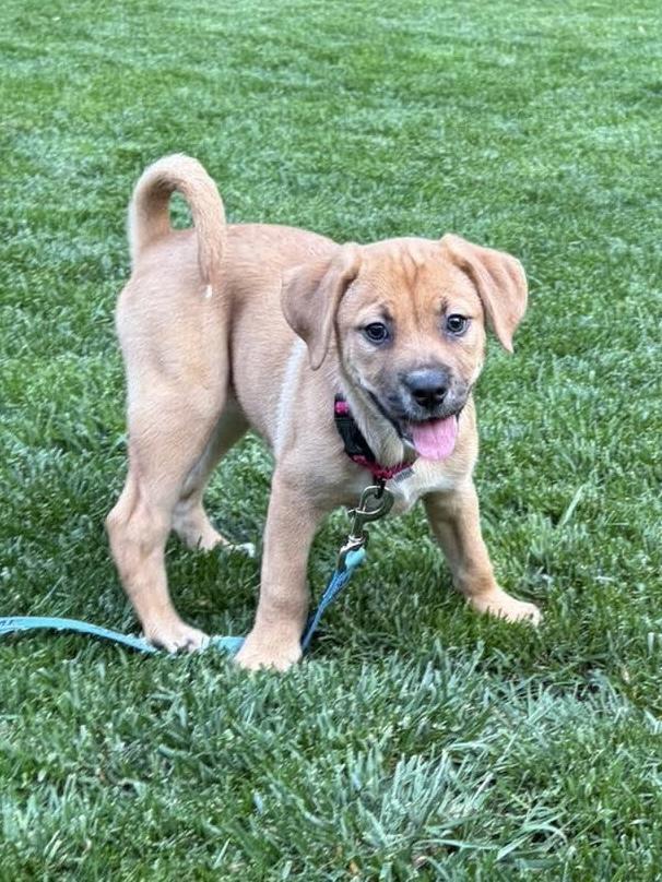 Enlarge Hemi, a ADOPTABLE mixed breed in Bethlehem, PA image 1/4