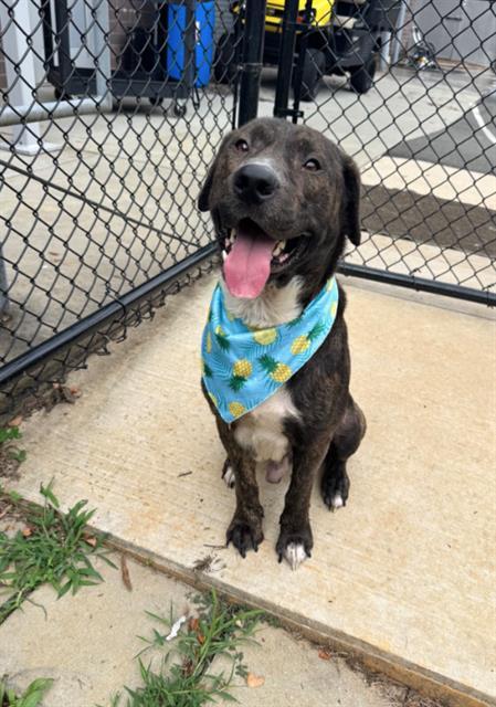 PORKCHOP, Adoptable, Young Male Mastiff.