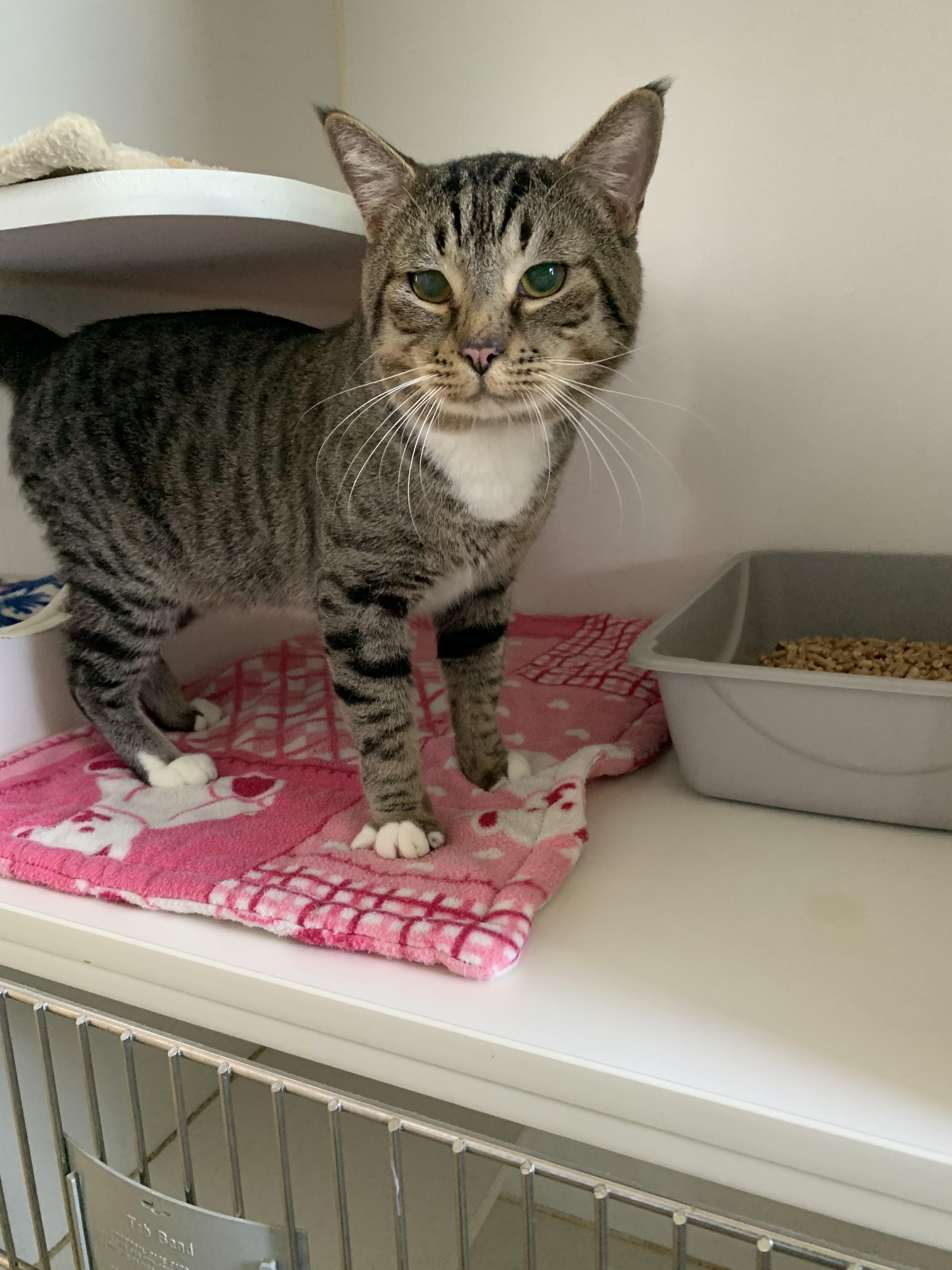 Enlarge Atlas, an adopted Domestic Short Hair in Grass Valley, CA image 3/6