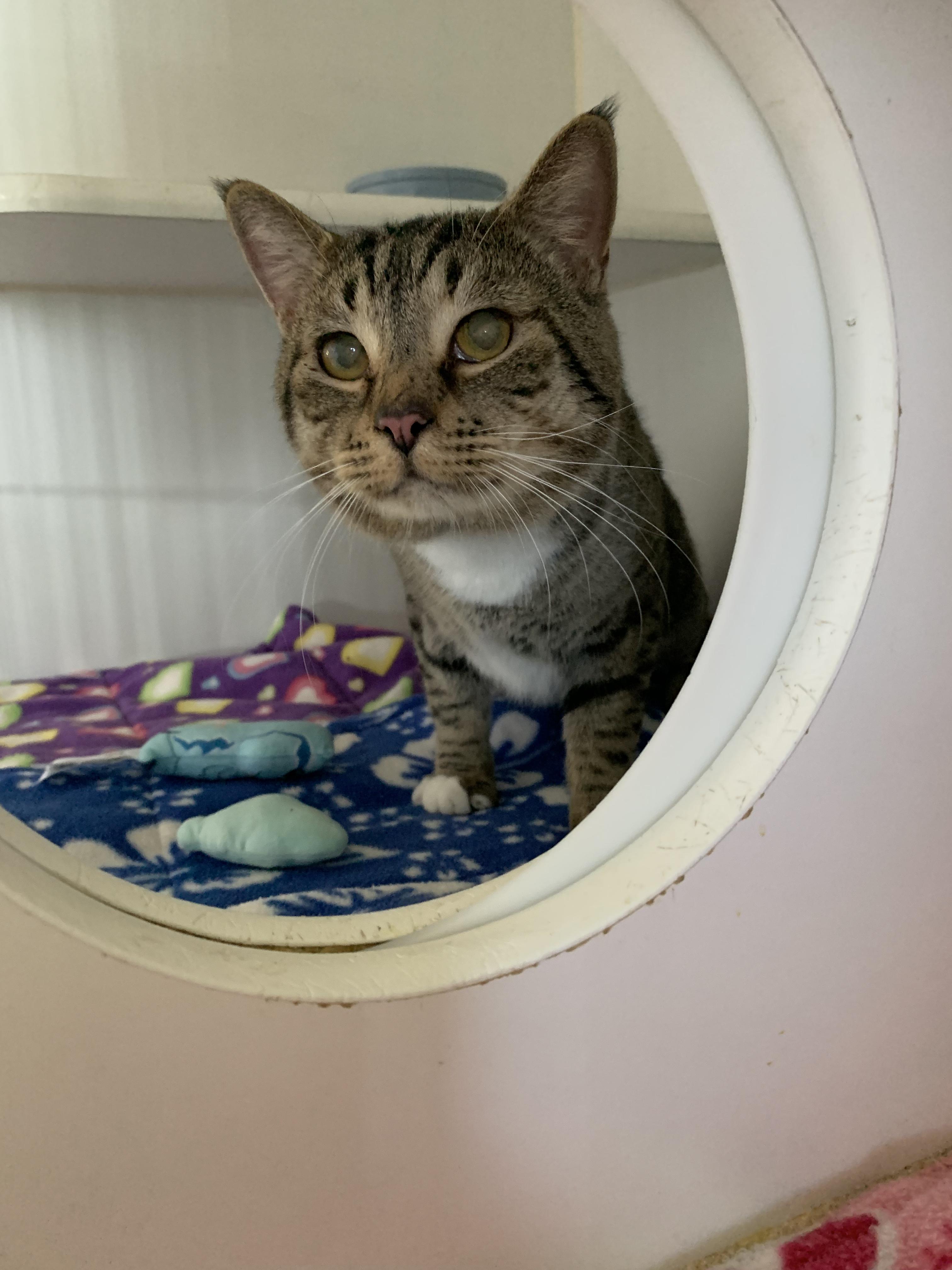 Enlarge Atlas, an adopted Domestic Short Hair in Grass Valley, CA image 5/6