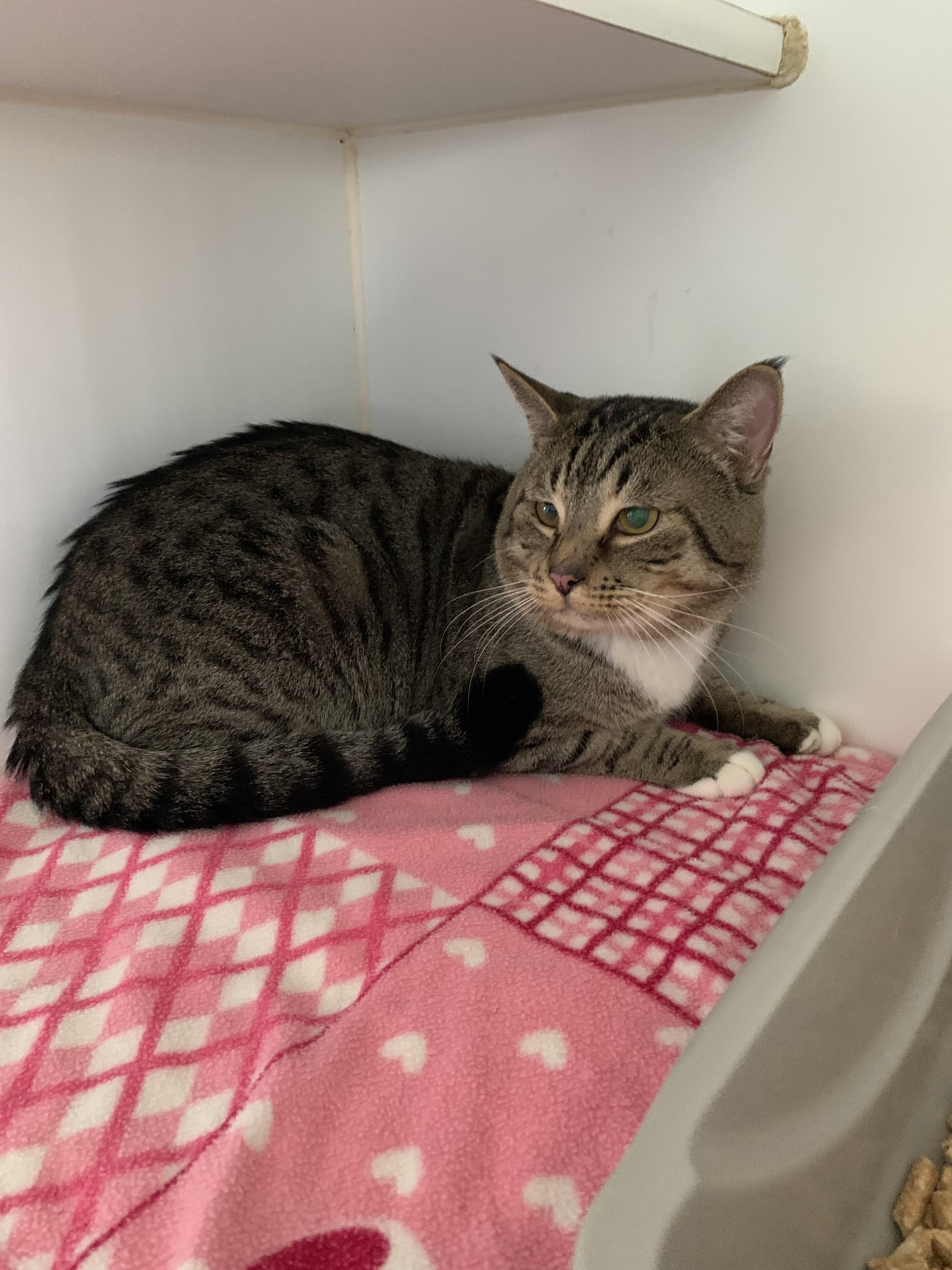 Enlarge Atlas, an adopted Domestic Short Hair in Grass Valley, CA image 4/6