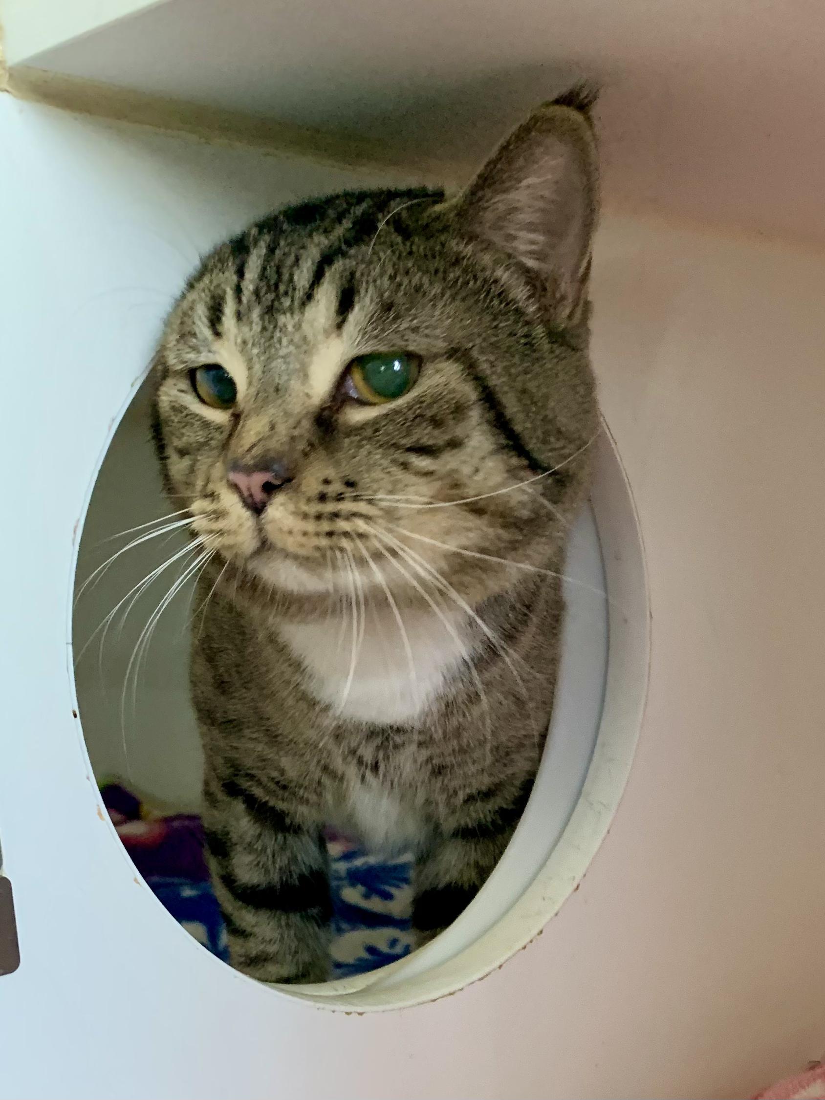 Enlarge Atlas, an adopted Domestic Short Hair in Grass Valley, CA image 2/6