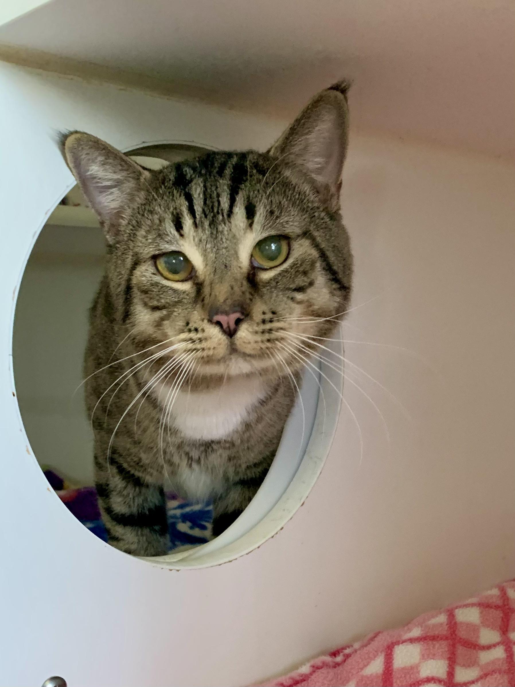 Atlas, adopted, Adult Male Domestic Short Hair.