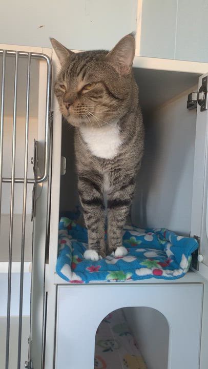 Enlarge Atlas, an adopted Domestic Short Hair in Grass Valley, CA video 6/6