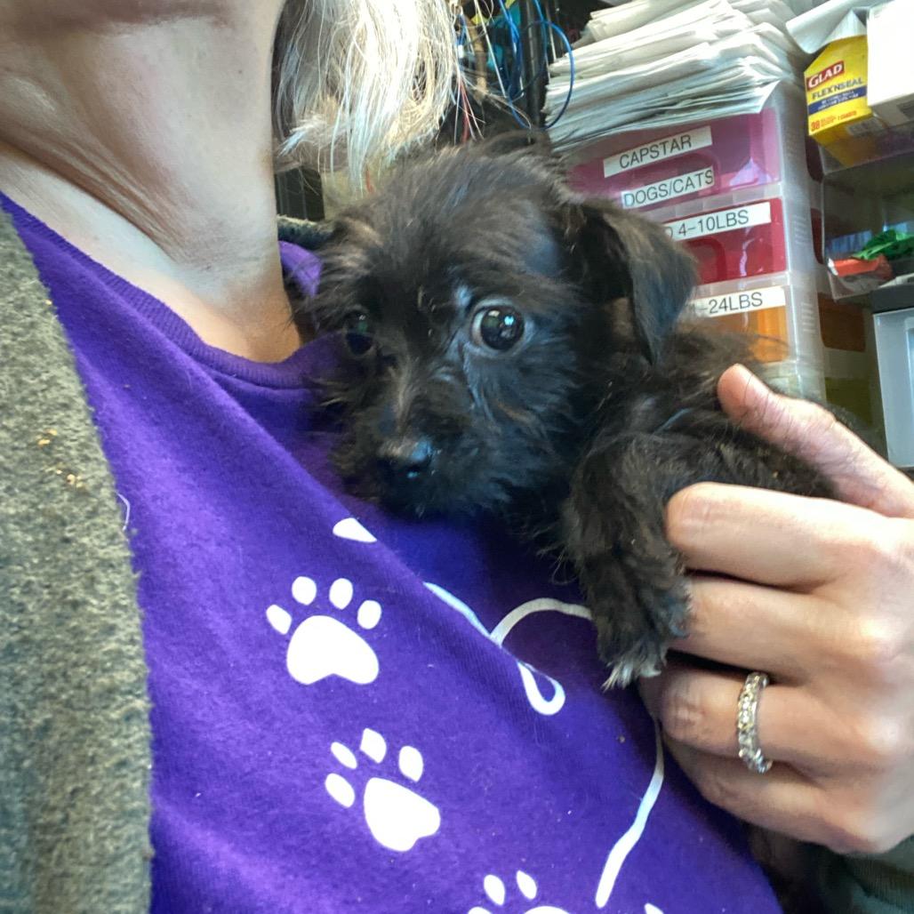 Enlarge Roscoe (in PA), a Adoptable Schnauzer in Huntsville, AL image 1/5