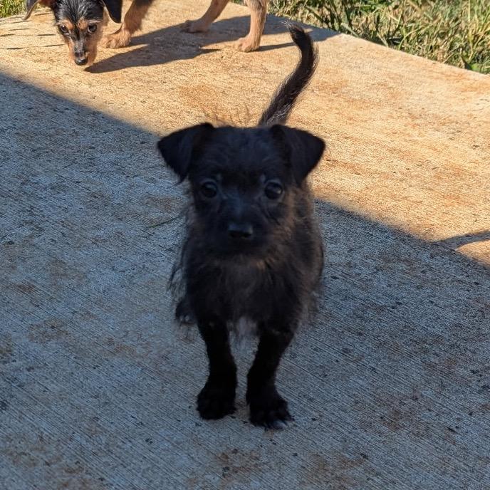Enlarge Roscoe (in PA), a Adoptable Schnauzer in Huntsville, AL image 3/5
