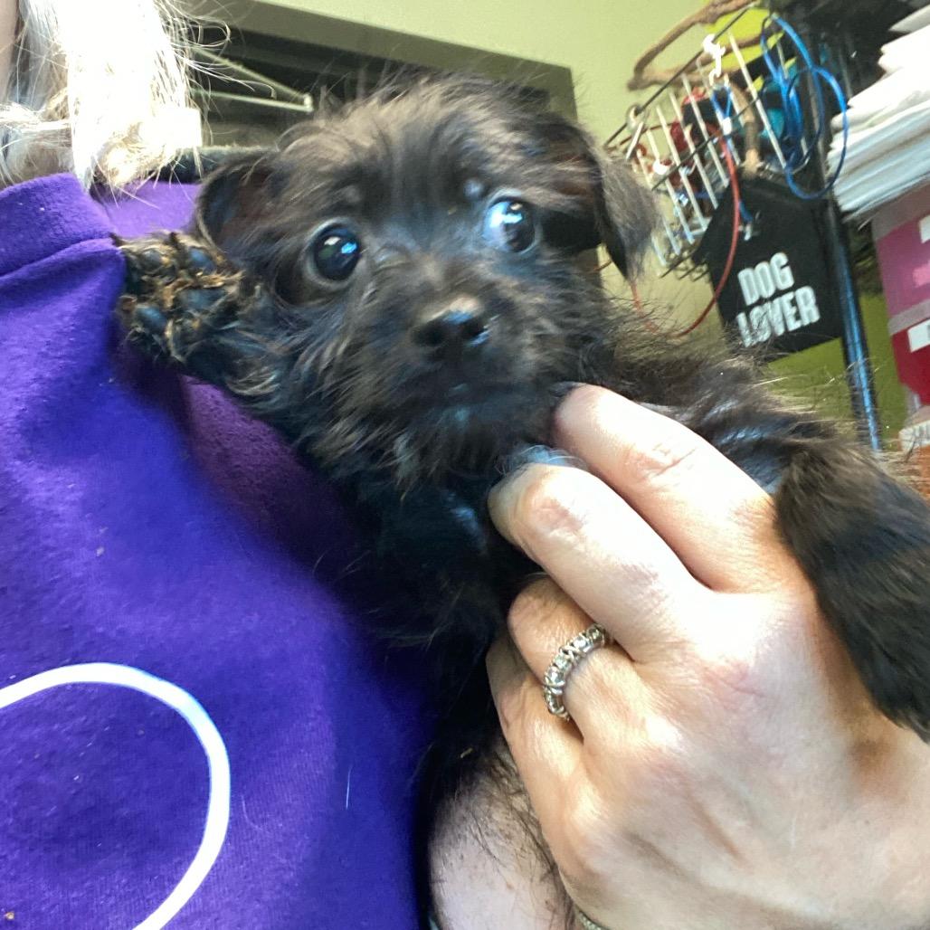 Enlarge Roscoe (in PA), a Adoptable Schnauzer in Huntsville, AL image 4/5