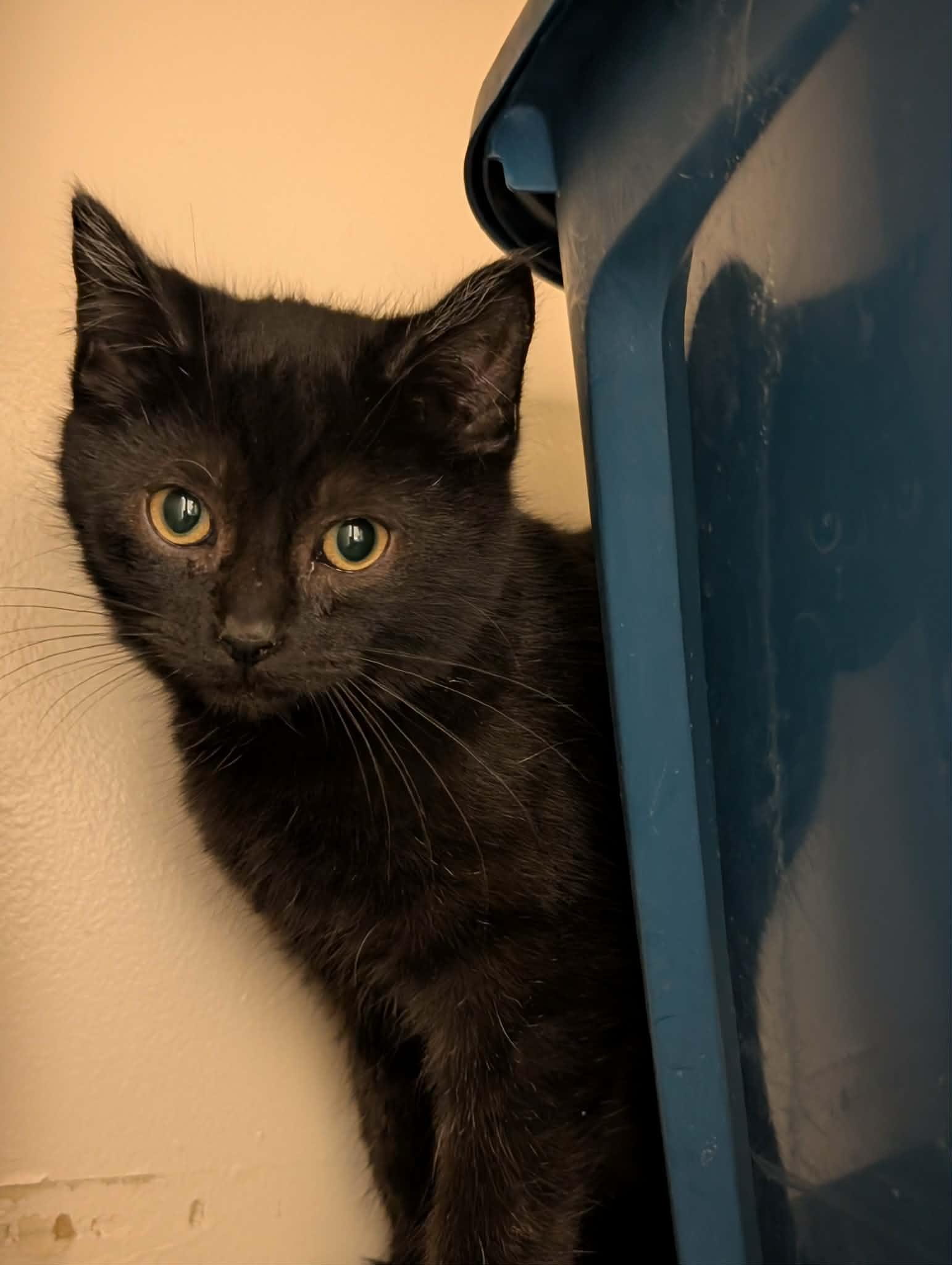 Enlarge Dart, a ADOPTABLE mixed breed in Waupun, WI image 4/4