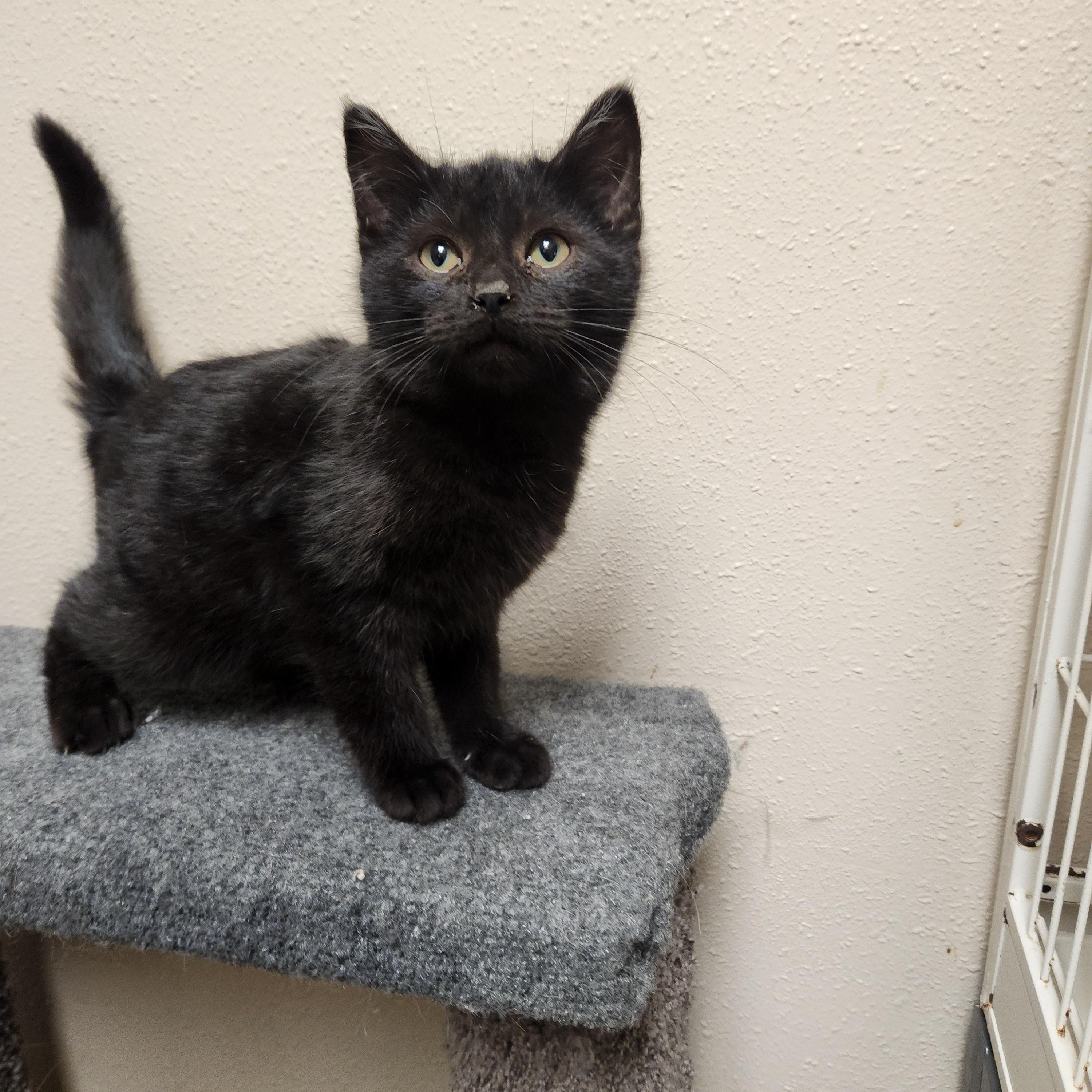 Enlarge Dart, a ADOPTABLE mixed breed in Waupun, WI image 1/4