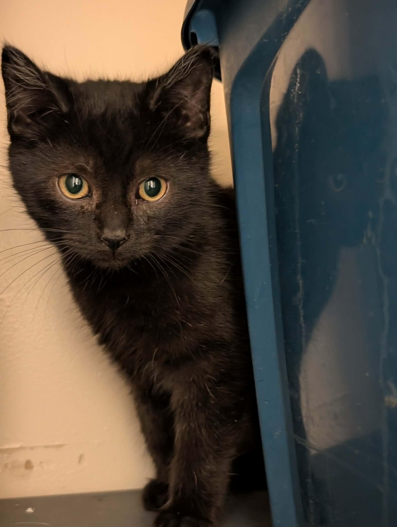 Dart, adoptable, Young Male Domestic Medium Hair.