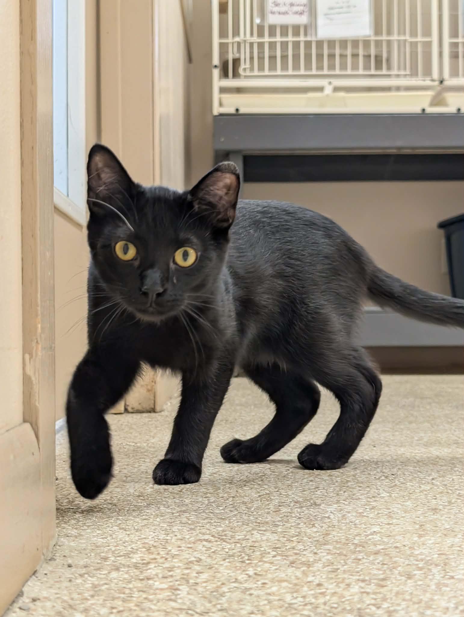 Enlarge Dart, an adoptable mixed breed in Waupun, WI image 3/4