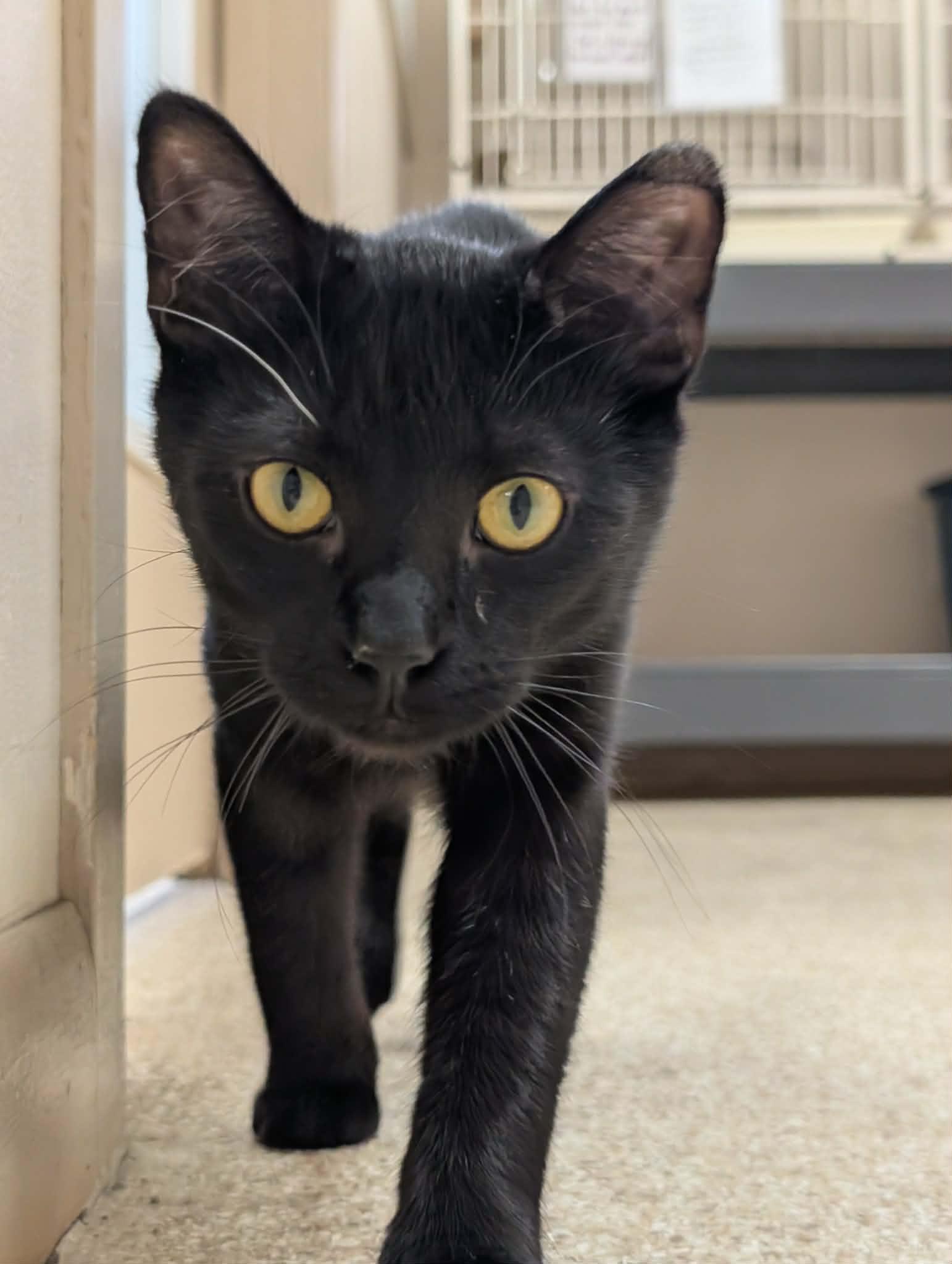 Enlarge Dart, an adoptable mixed breed in Waupun, WI image 4/4