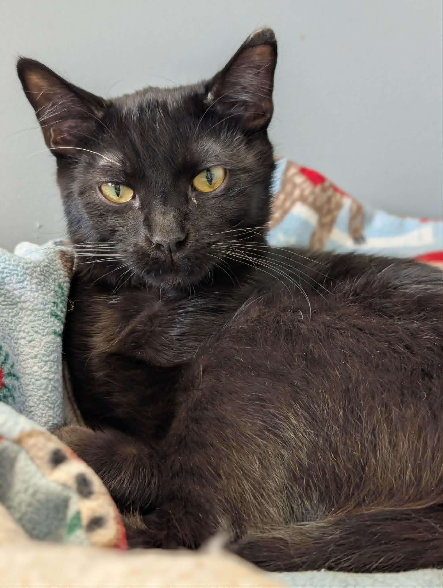 Enlarge Dart, an adoptable mixed breed in Waupun, WI image 2/4