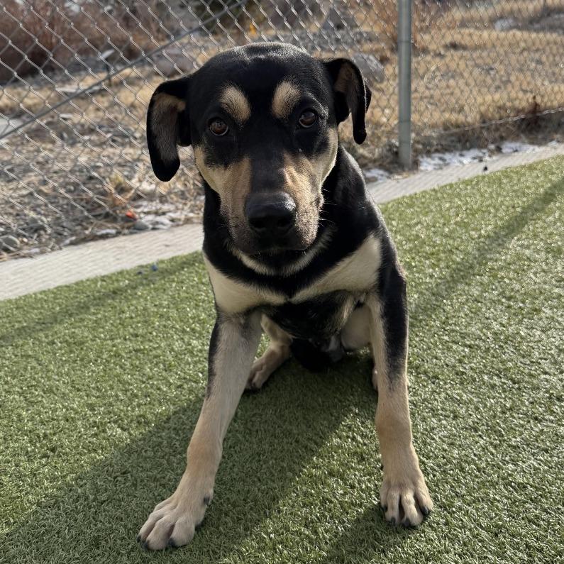 Dodger, Adoptable, Adult Male Shepherd & Mixed Breed.