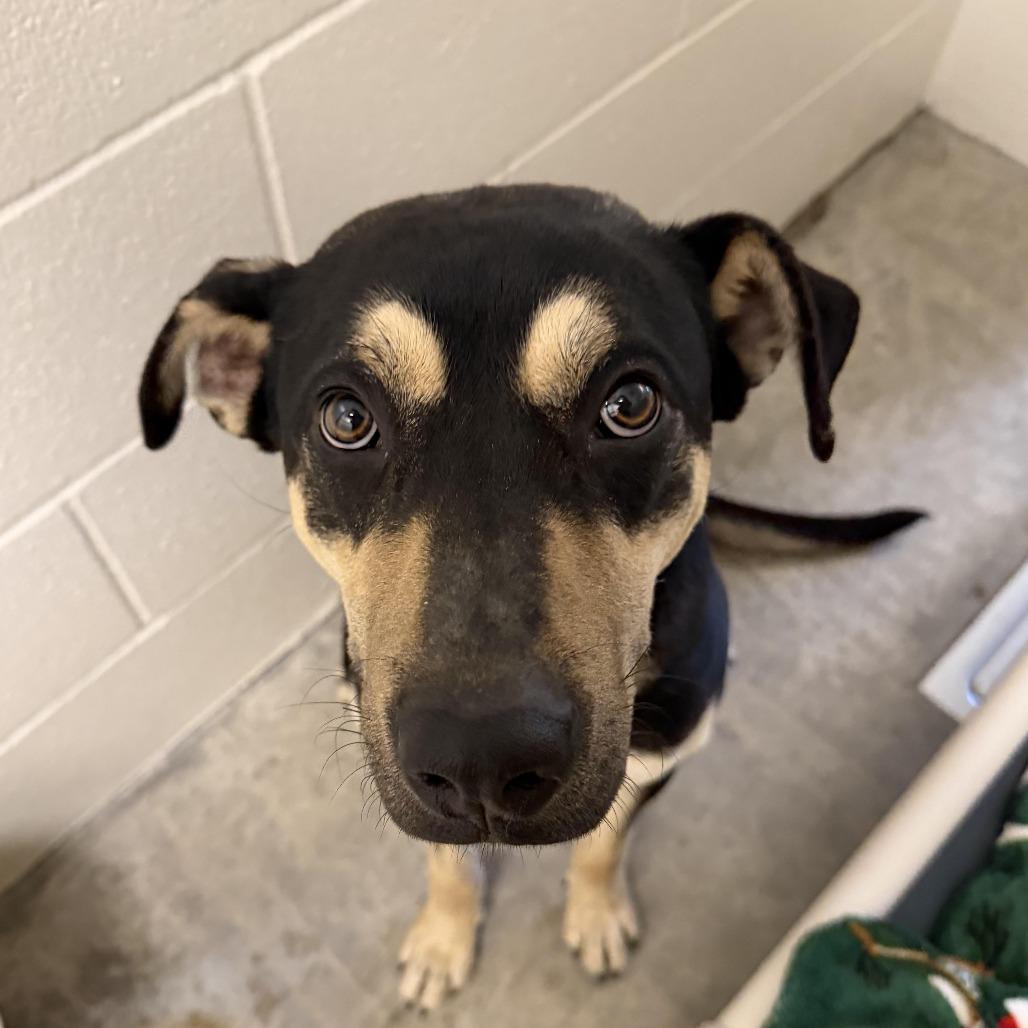 Enlarge Dodger, a Adoptable mixed breed in Cody, WY image 2/3