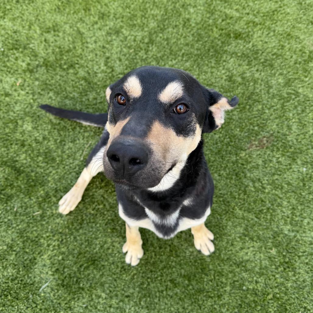 Enlarge Dodger, a Adoptable mixed breed in Cody, WY image 3/3