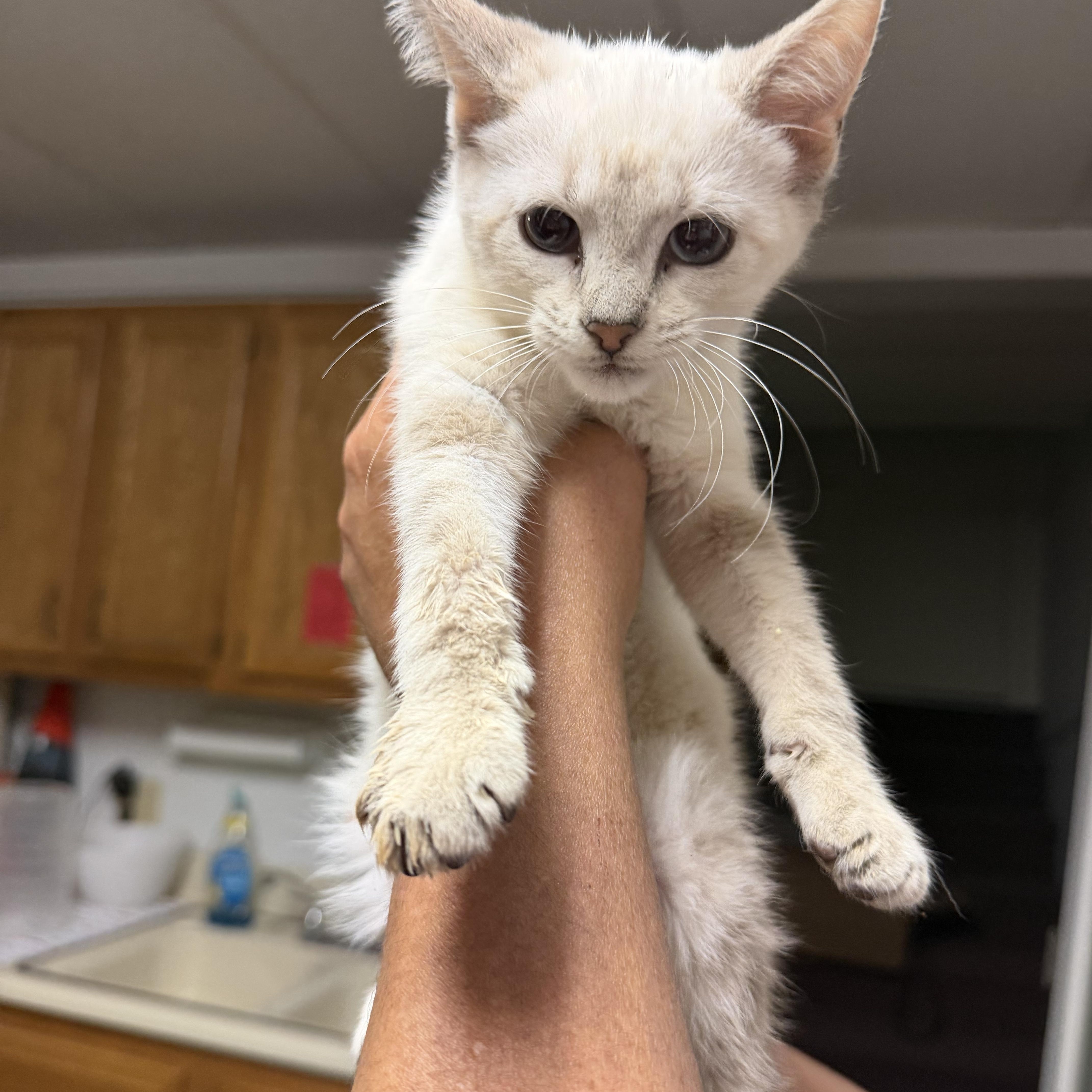 Swan, adopted, Kitten Female Siamese.