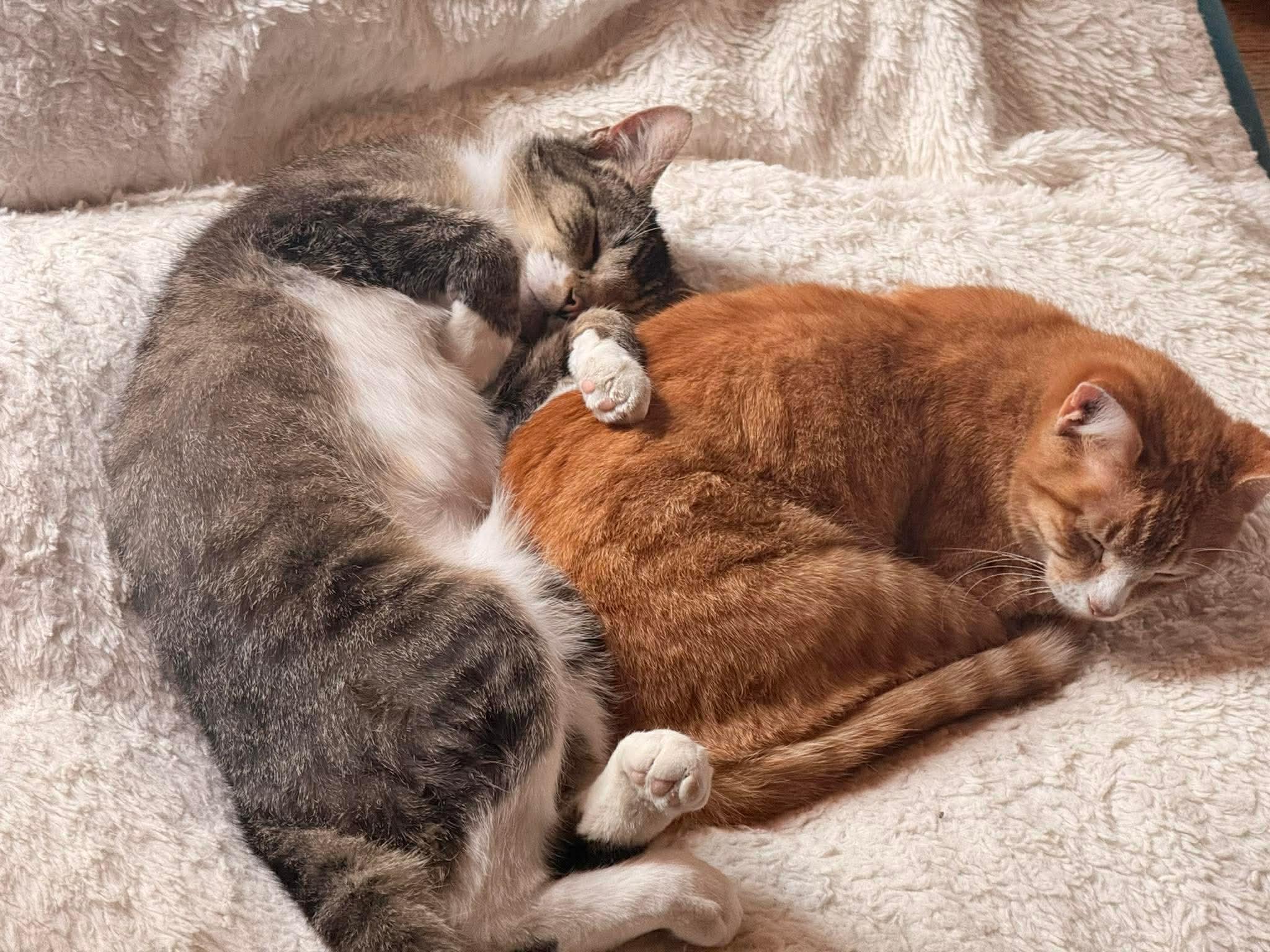 Enlarge George and Bud, a ADOPTABLE Domestic Short Hair in Milwaukee, WI image 6/6