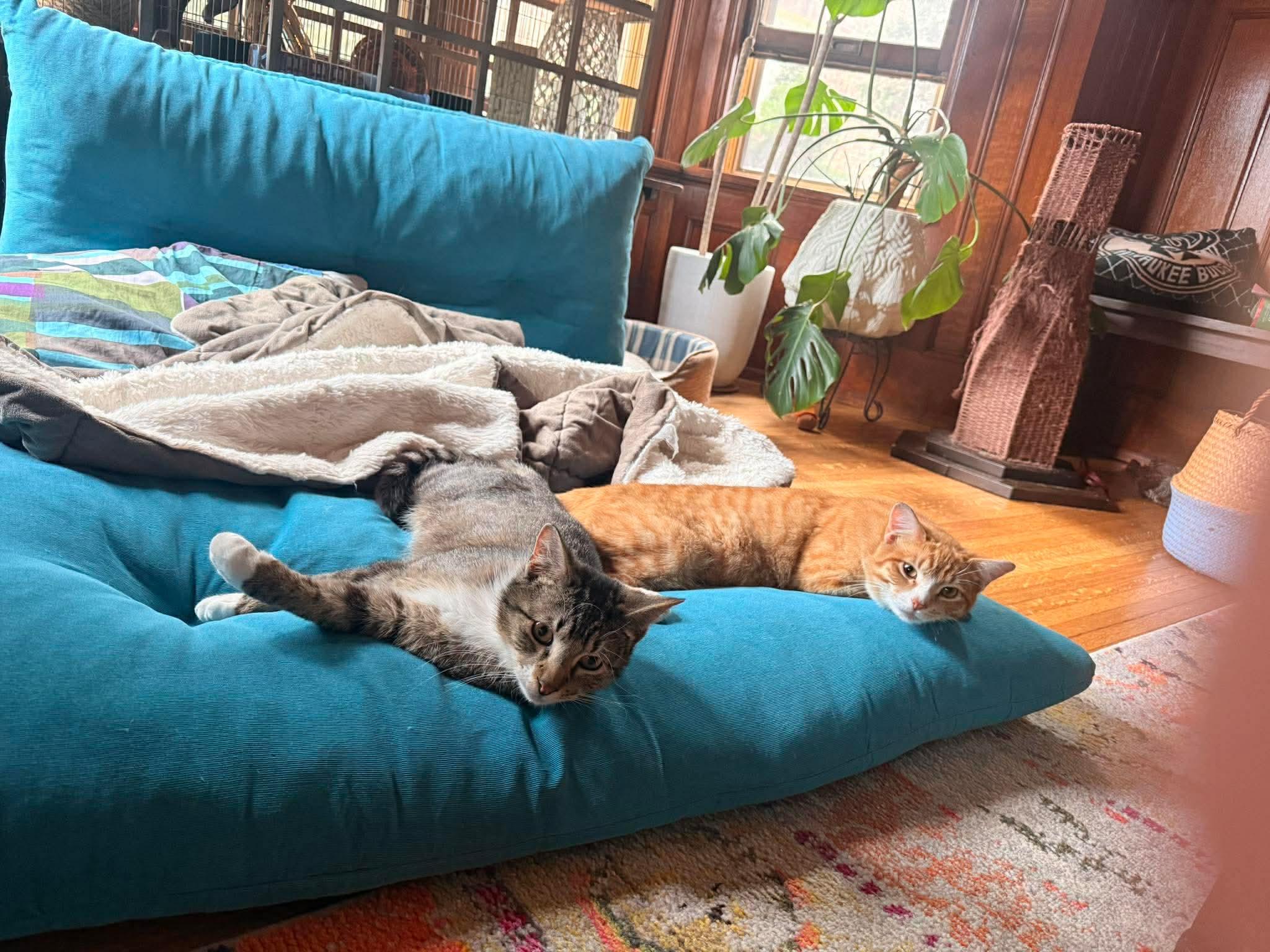 Enlarge George and Bud, a ADOPTABLE Domestic Short Hair in Milwaukee, WI image 4/6