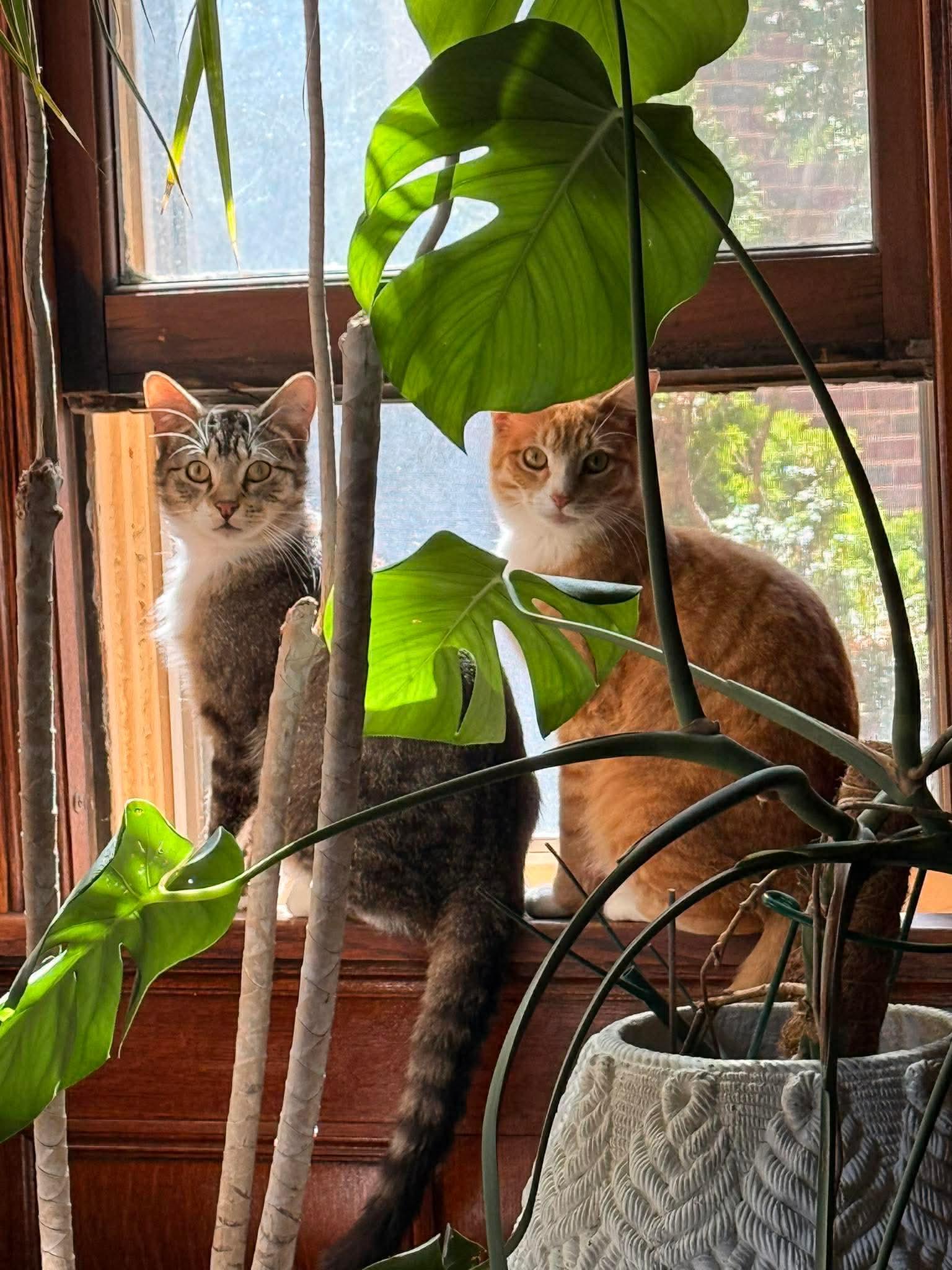 Enlarge George and Bud, a ADOPTABLE Domestic Short Hair in Milwaukee, WI image 2/6