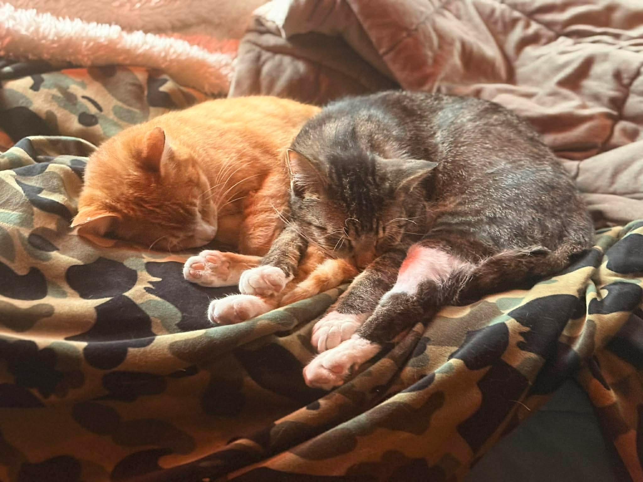 Enlarge George and Bud, a ADOPTABLE Domestic Short Hair in Milwaukee, WI image 5/6