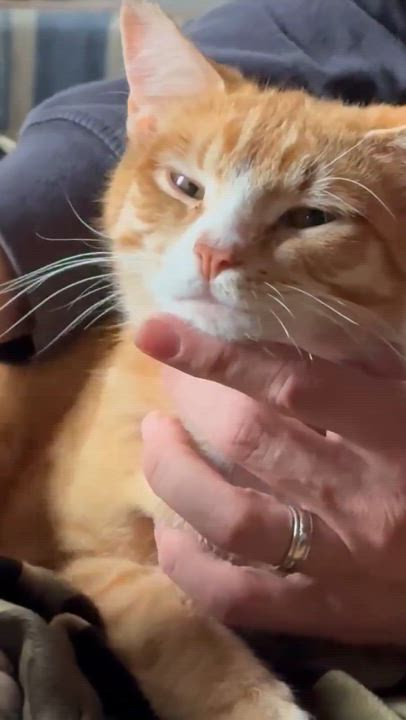 Enlarge George and Bud, a ADOPTABLE Domestic Short Hair in Milwaukee, WI video 3/6