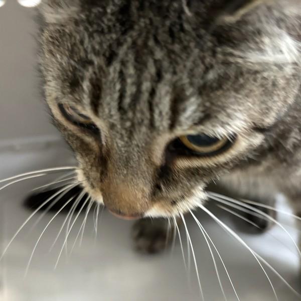 Enlarge Tiger, a Adoptable mixed breed in Des Moines, IA image 2/2
