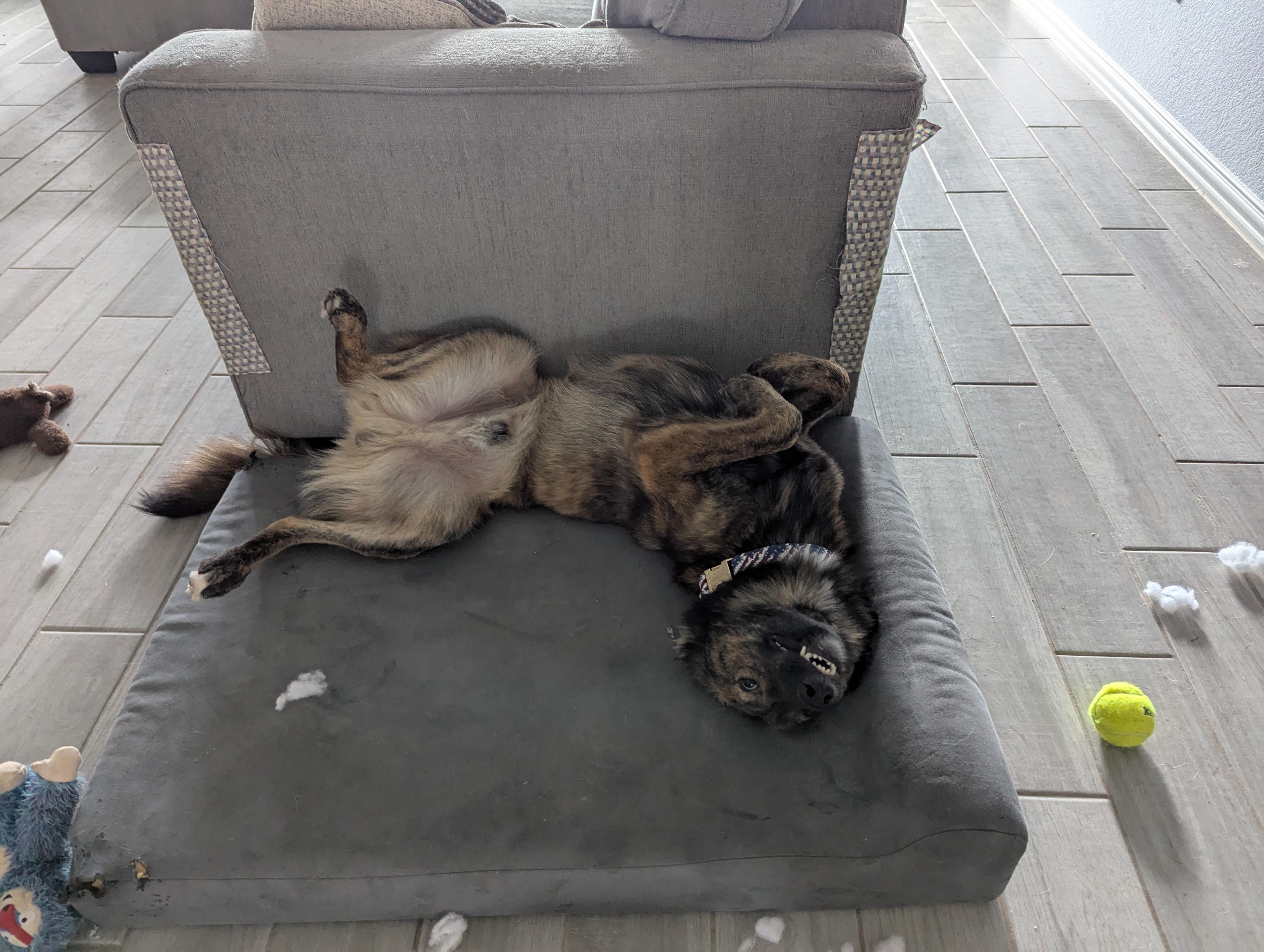 Hunter, Young Male Dutch Shepherd