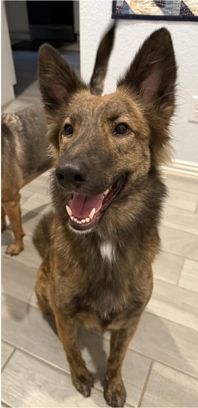 Enlarge Hunter, a Adoptable mixed breed in Richmond, TX image 2/5