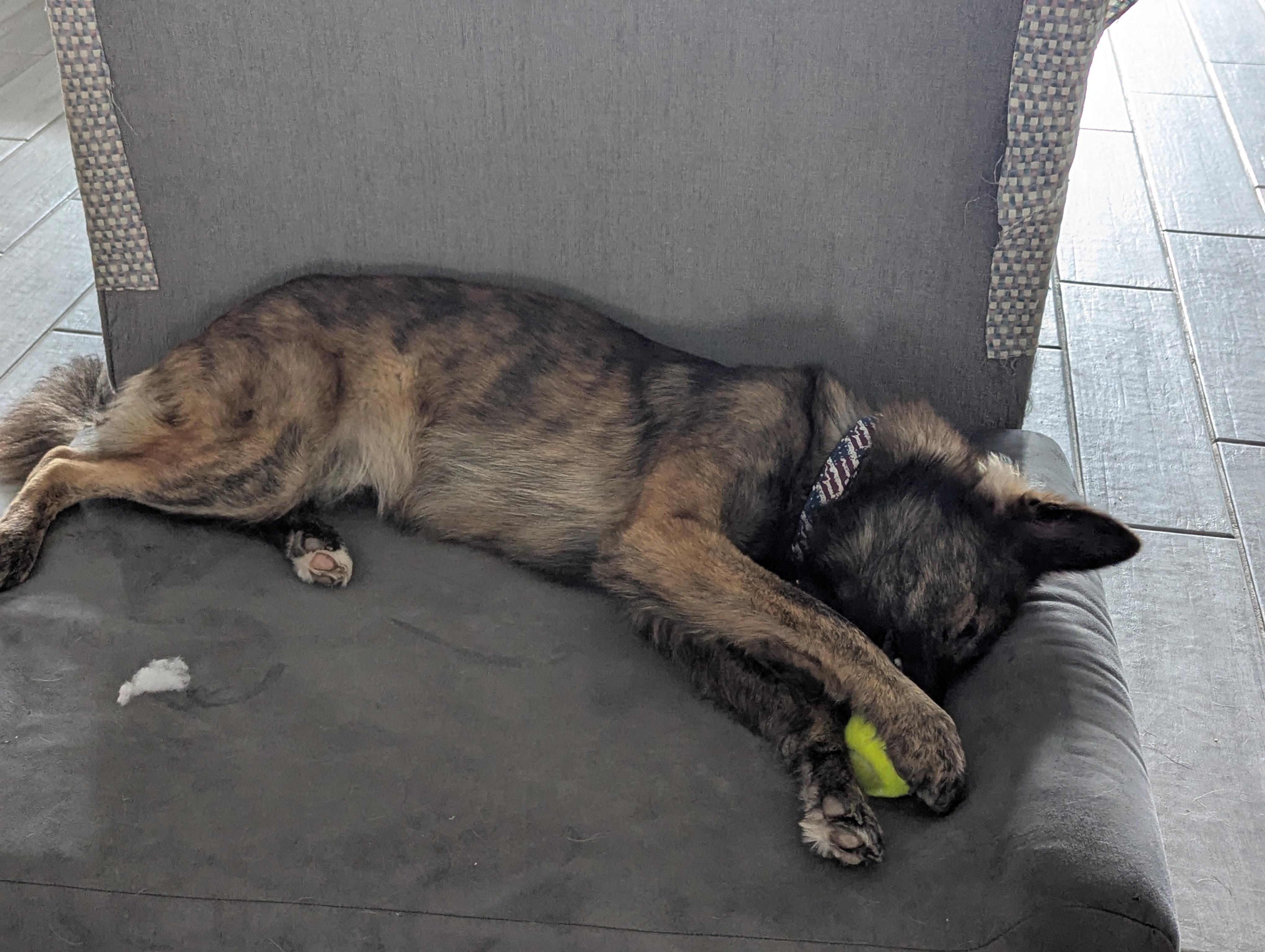 Enlarge Hunter, a Adoptable mixed breed in Richmond, TX image 3/5