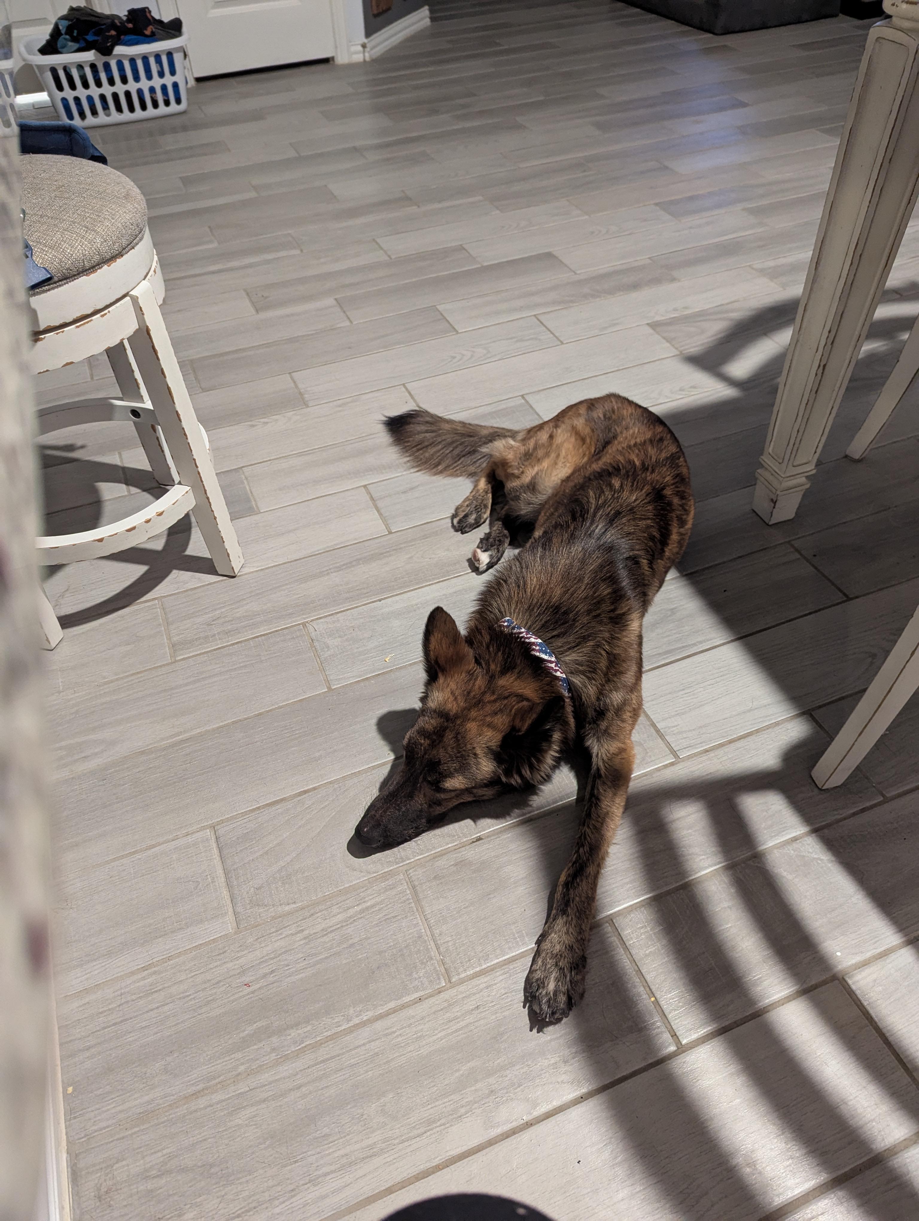 Enlarge Hunter, a Adoptable mixed breed in Richmond, TX image 4/5