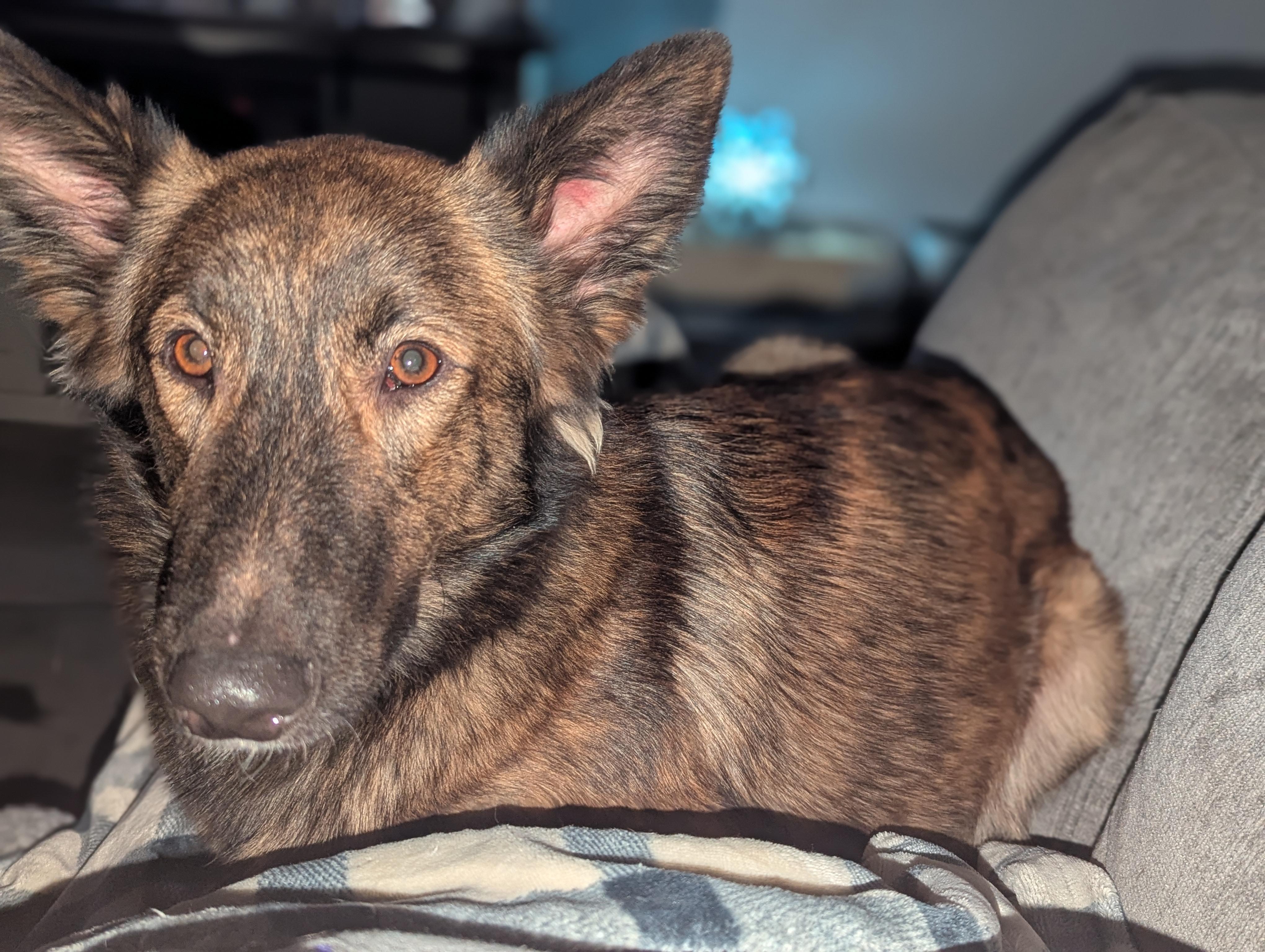 Enlarge Hunter, a Adoptable mixed breed in Richmond, TX image 5/5