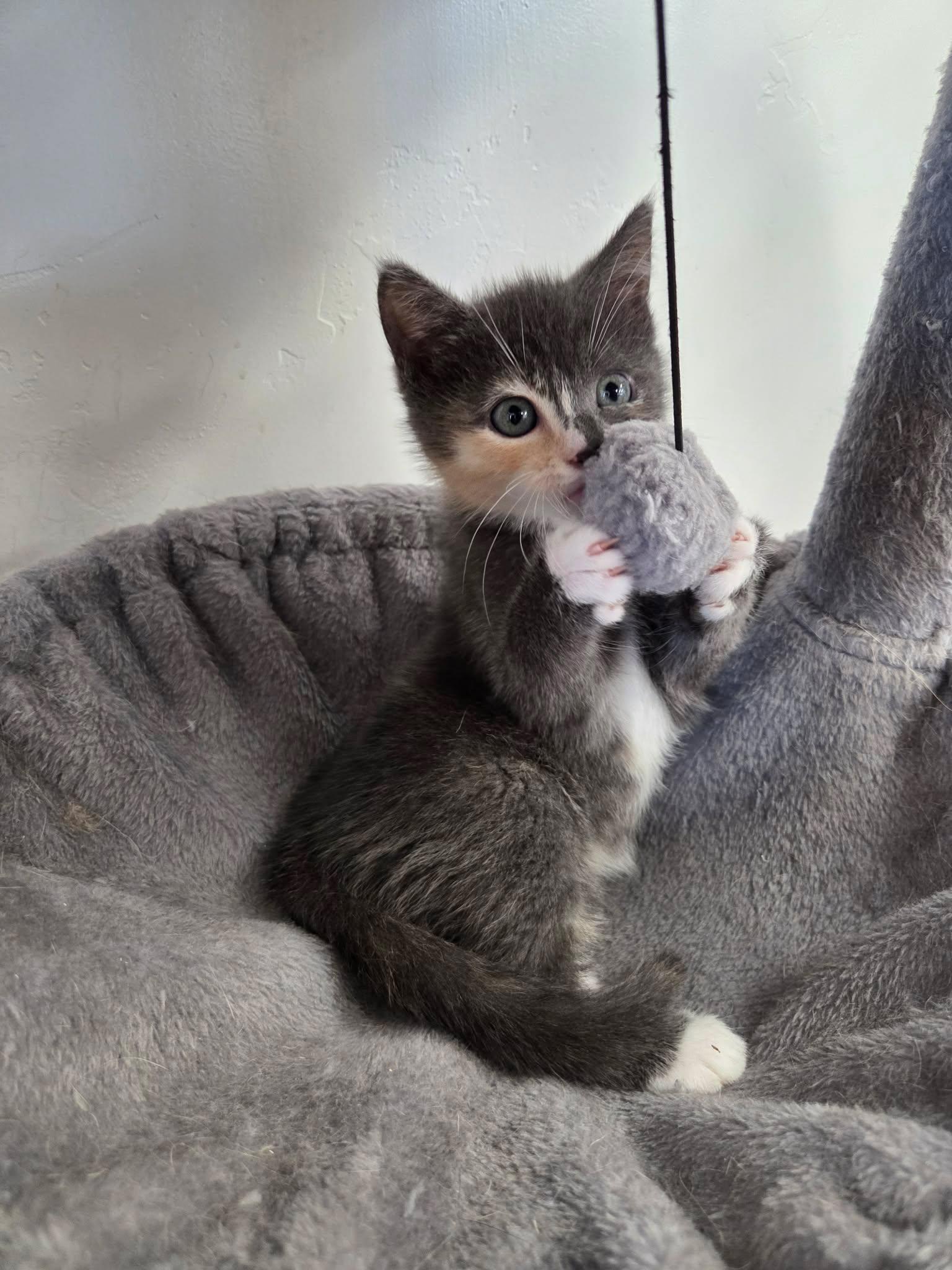 Pearl, a ADOPTABLE Domestic Short Hair in Roosevelt, UT image 4/4