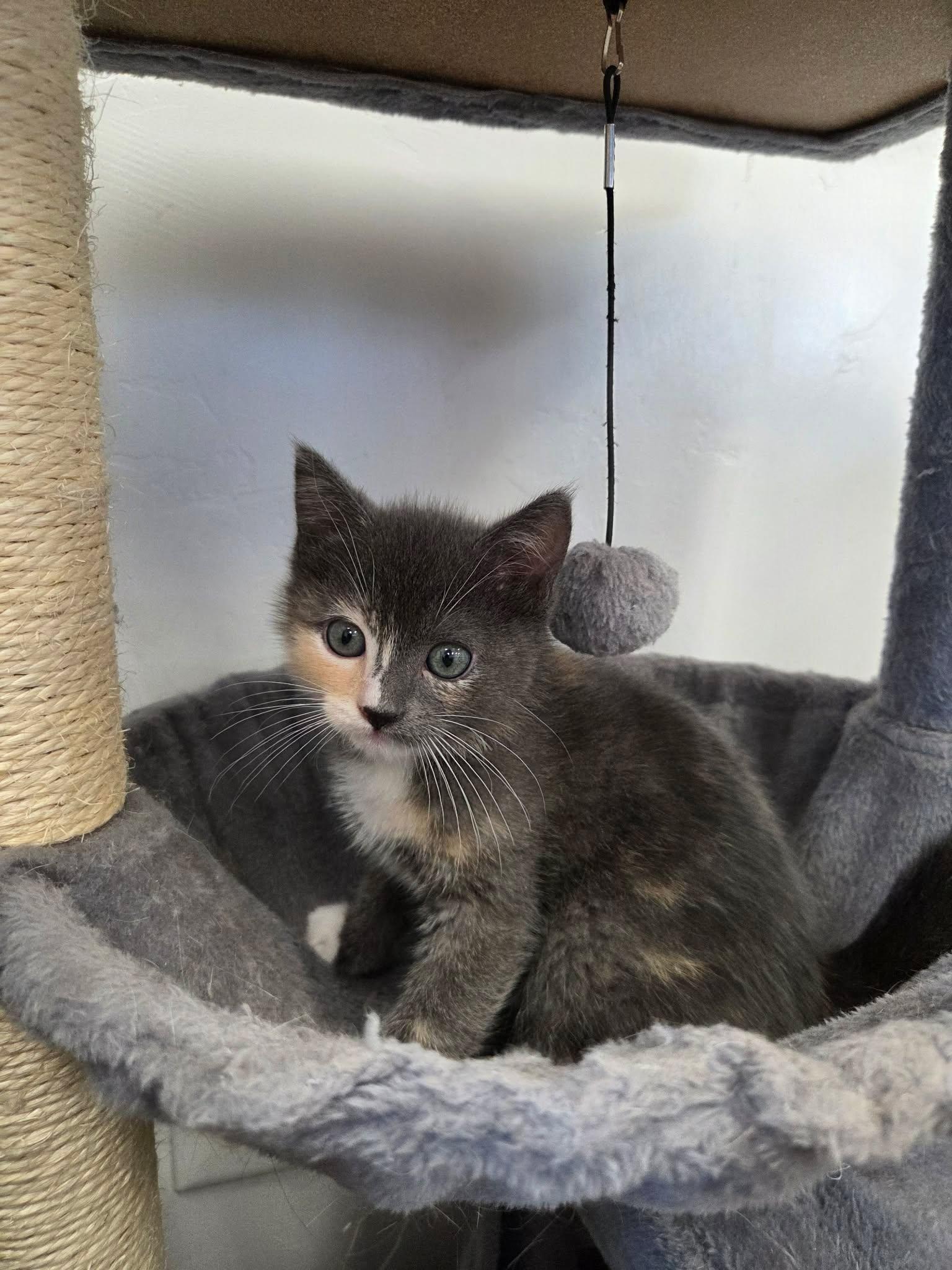 Pearl, a ADOPTABLE Domestic Short Hair in Roosevelt, UT image 2/4