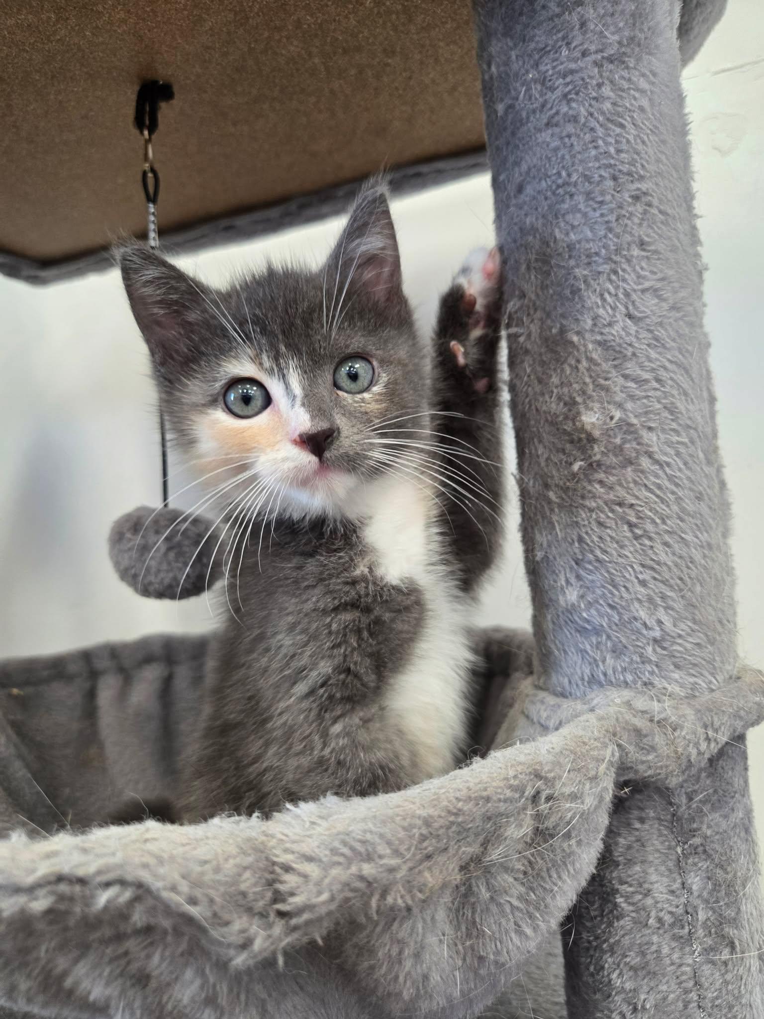 Pearl, ADOPTABLE, Young Female Domestic Short Hair.