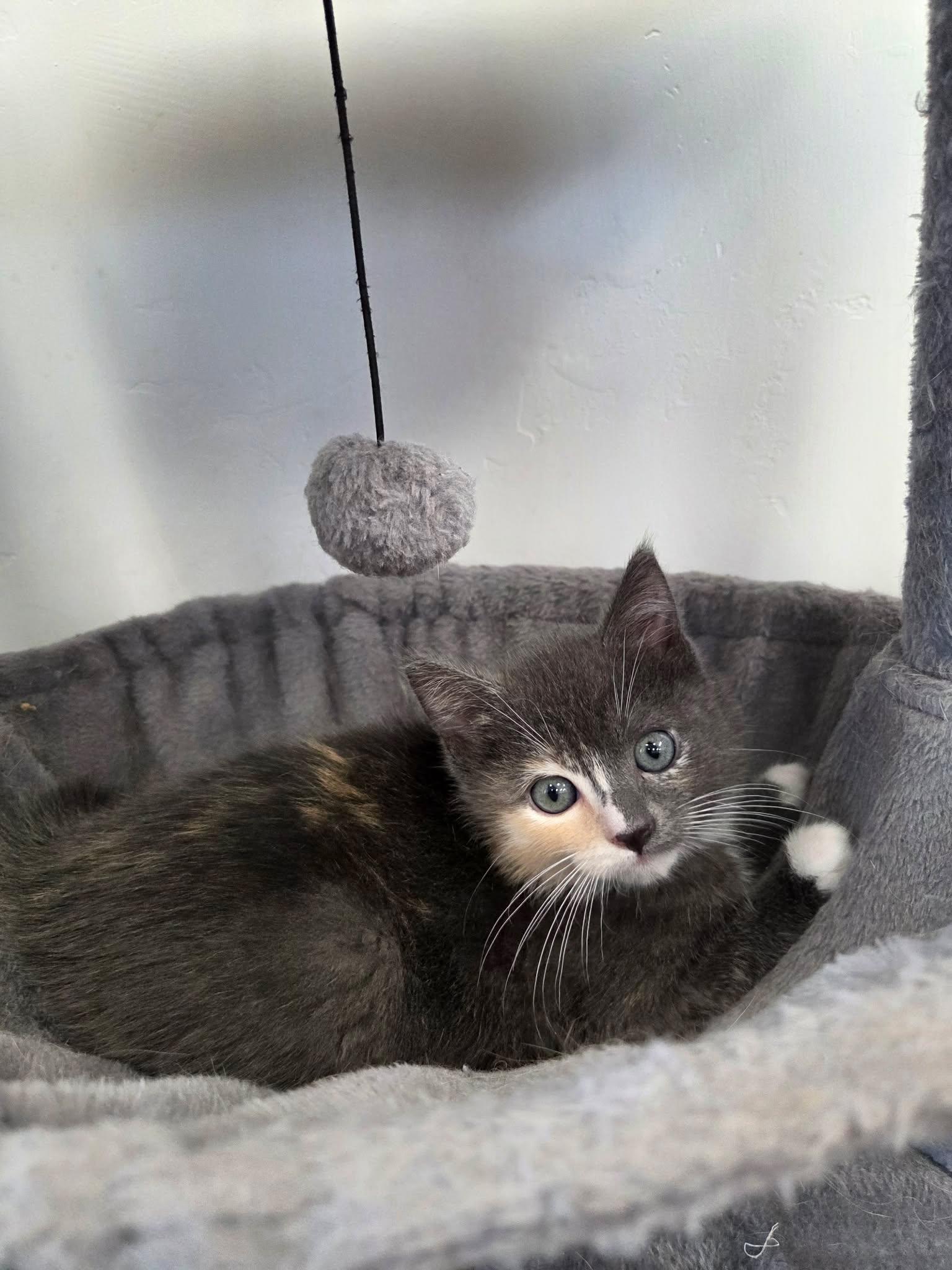 Pearl, a ADOPTABLE Domestic Short Hair in Roosevelt, UT image 3/4