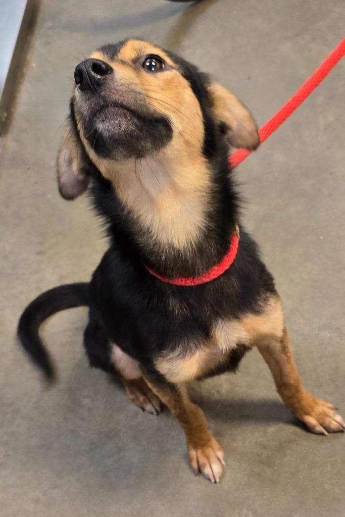Ophelia, a Adoptable mixed breed in Murphysboro, IL image 1/2
