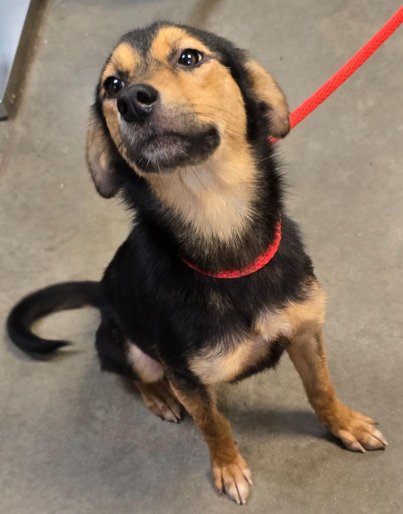 Ophelia, a Adoptable mixed breed in Murphysboro, IL image 2/2