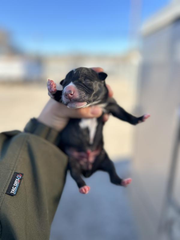 Alamo, Adoptable, Puppy Male Pit Bull Terrier.