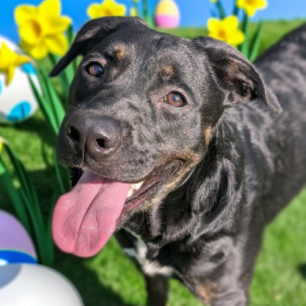 Kiki, Adoptable, Young Female Rottweiler & Hound.