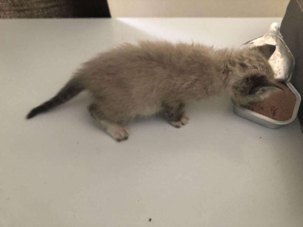 Enlarge Wynx, a Adoptable Domestic Medium Hair in Emporia, KS image 2/5