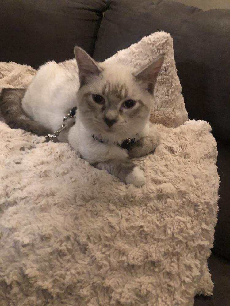 Enlarge Wynx, a Adoptable Domestic Medium Hair in Emporia, KS image 3/5