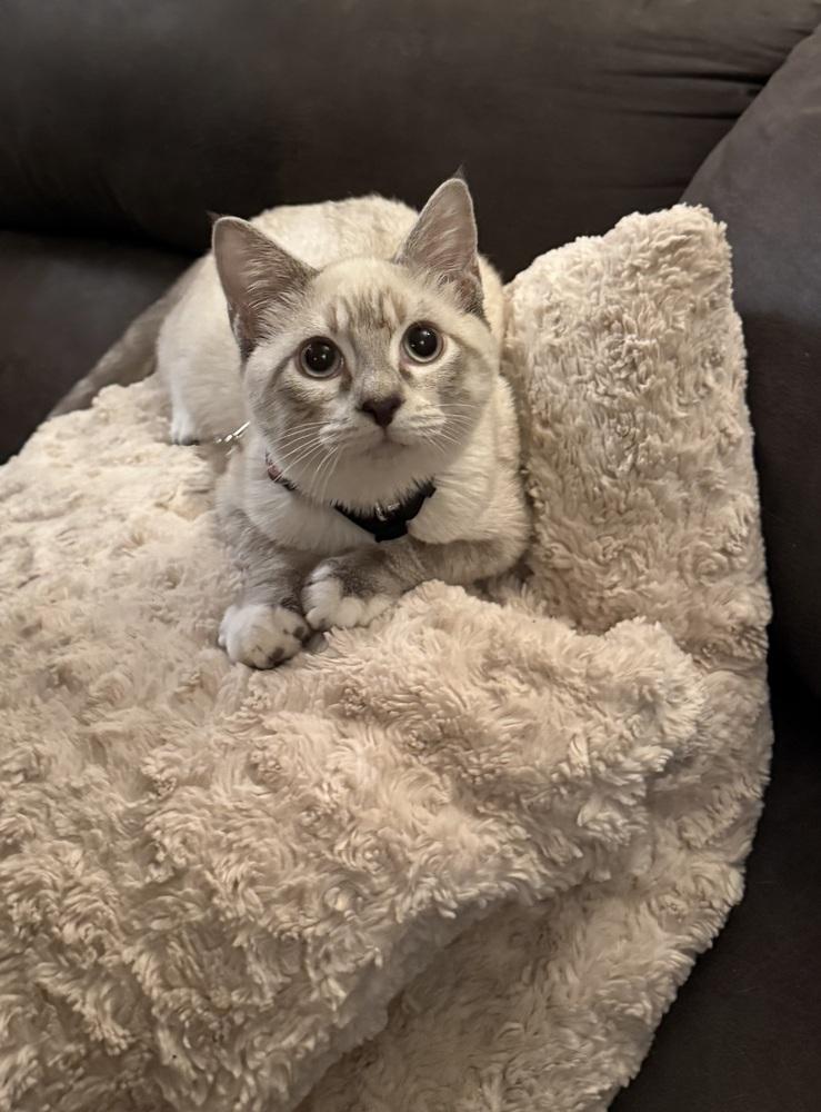 Enlarge Wynx, a Adoptable Domestic Medium Hair in Emporia, KS image 4/5