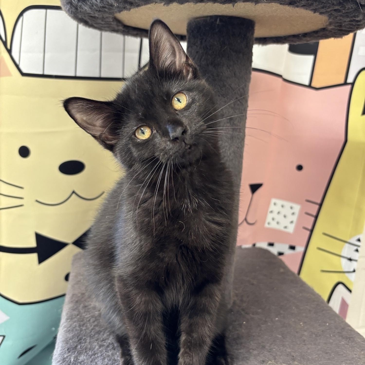 Chai, ADOPTABLE, Young Female Domestic Short Hair.
