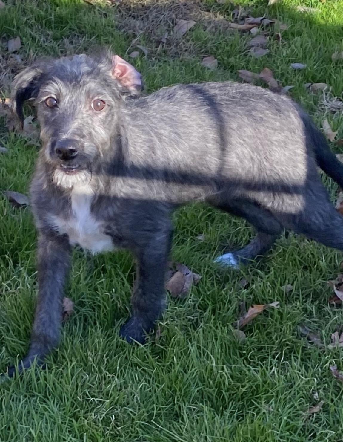 Enlarge Lolly, an adoptable mixed breed in Pembroke, MA image 1/2