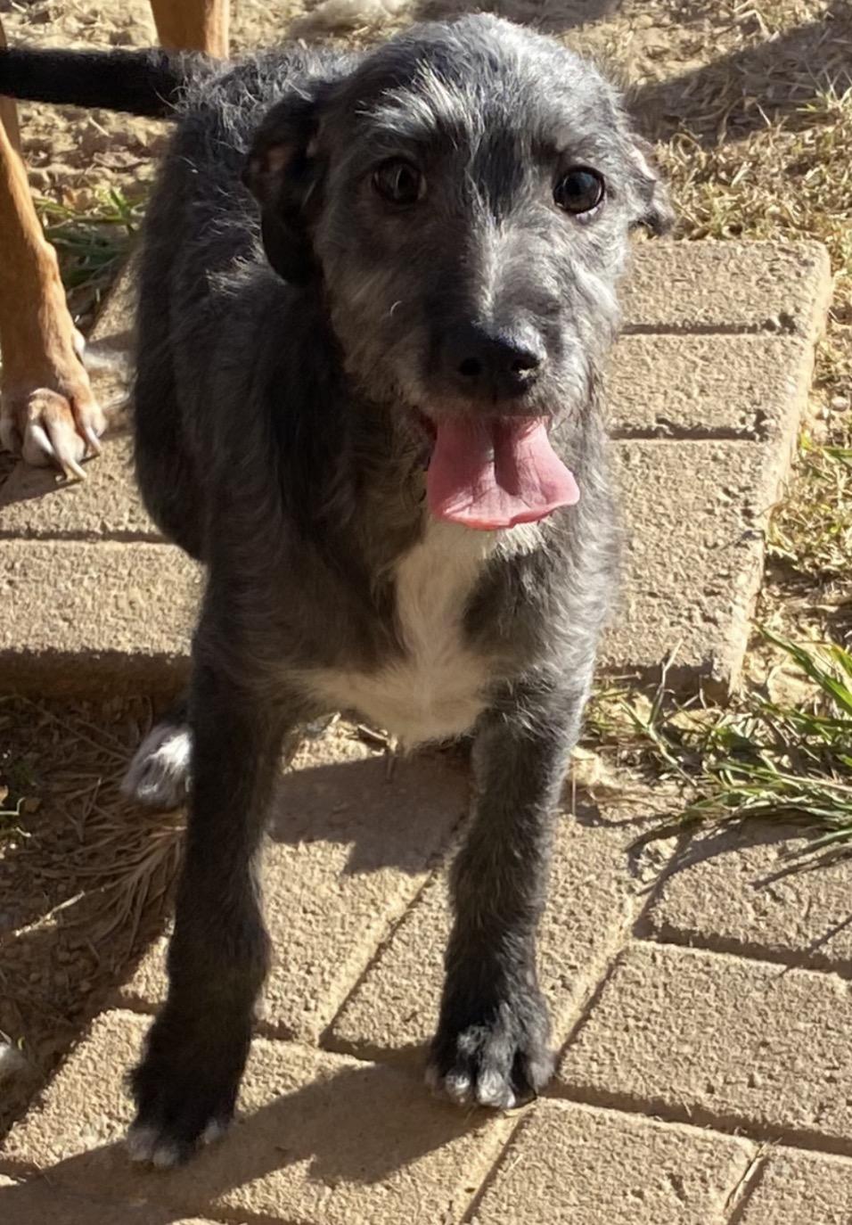Enlarge Lolly, an adoptable mixed breed in Pembroke, MA image 2/2