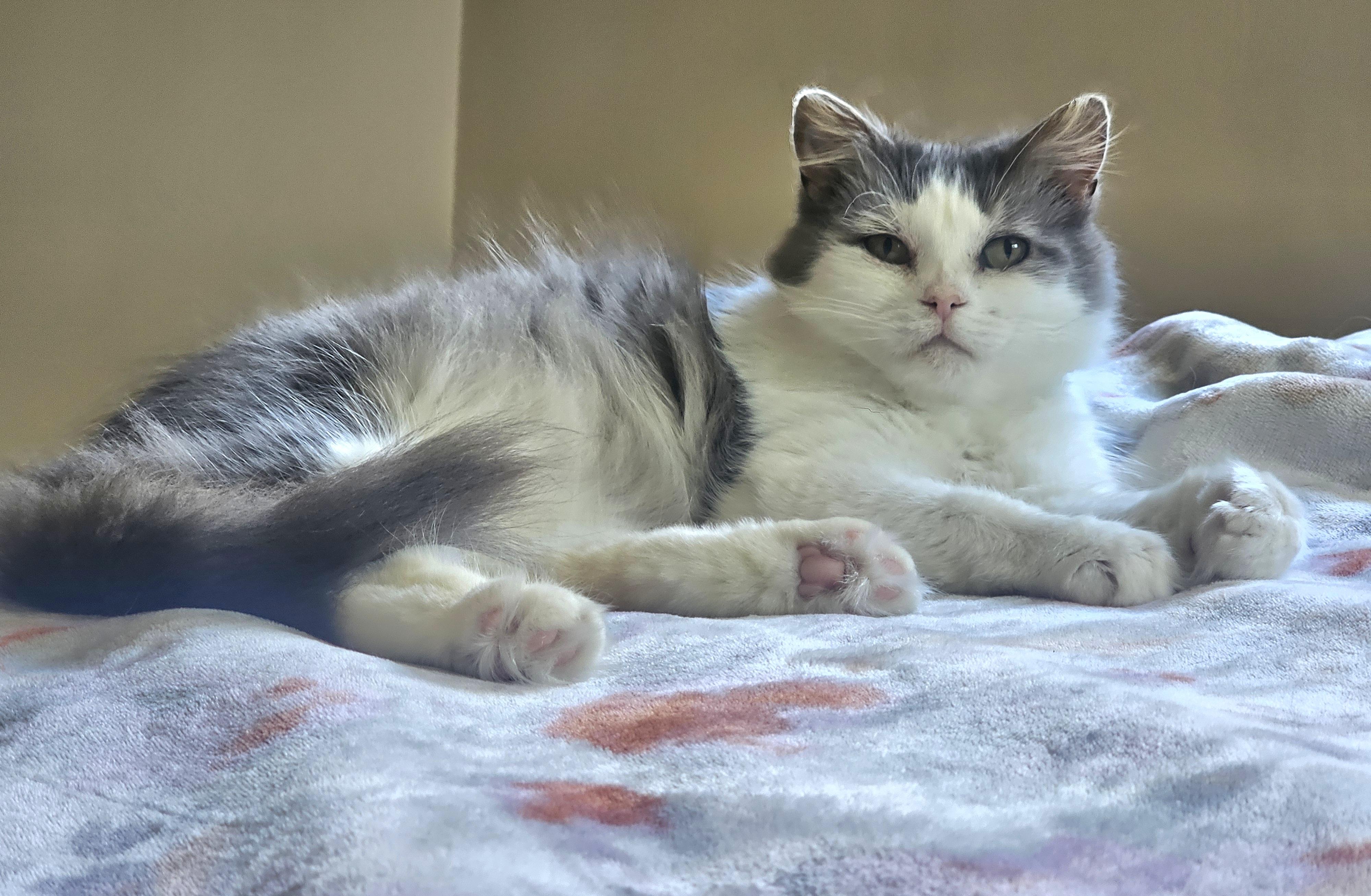Pearl, ADOPTABLE, Adult Female Domestic Medium Hair.