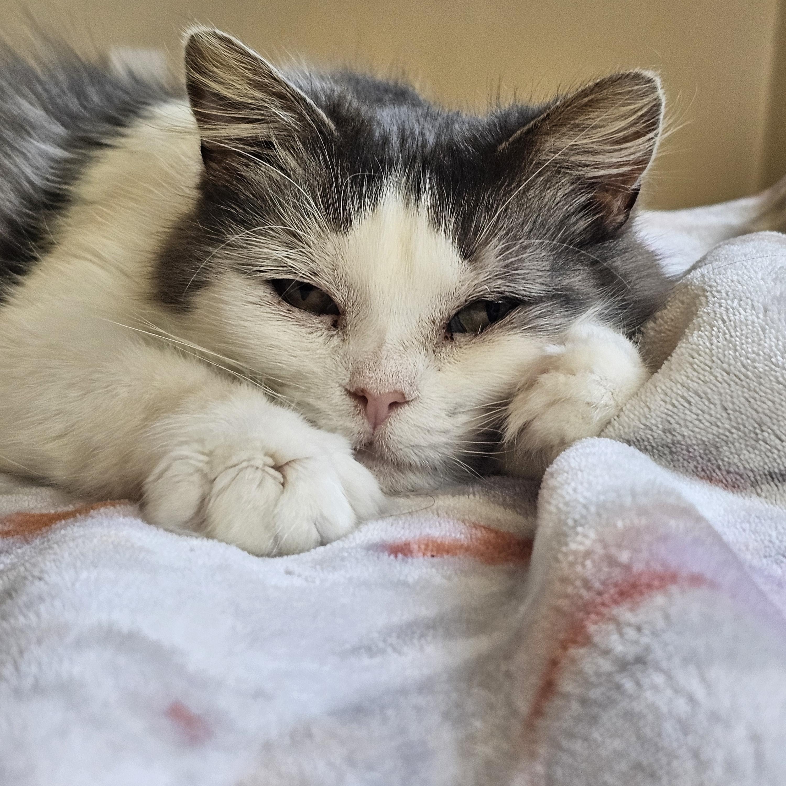 Enlarge Pearl, a ADOPTABLE Domestic Medium Hair in Pittsburgh, PA image 5/6