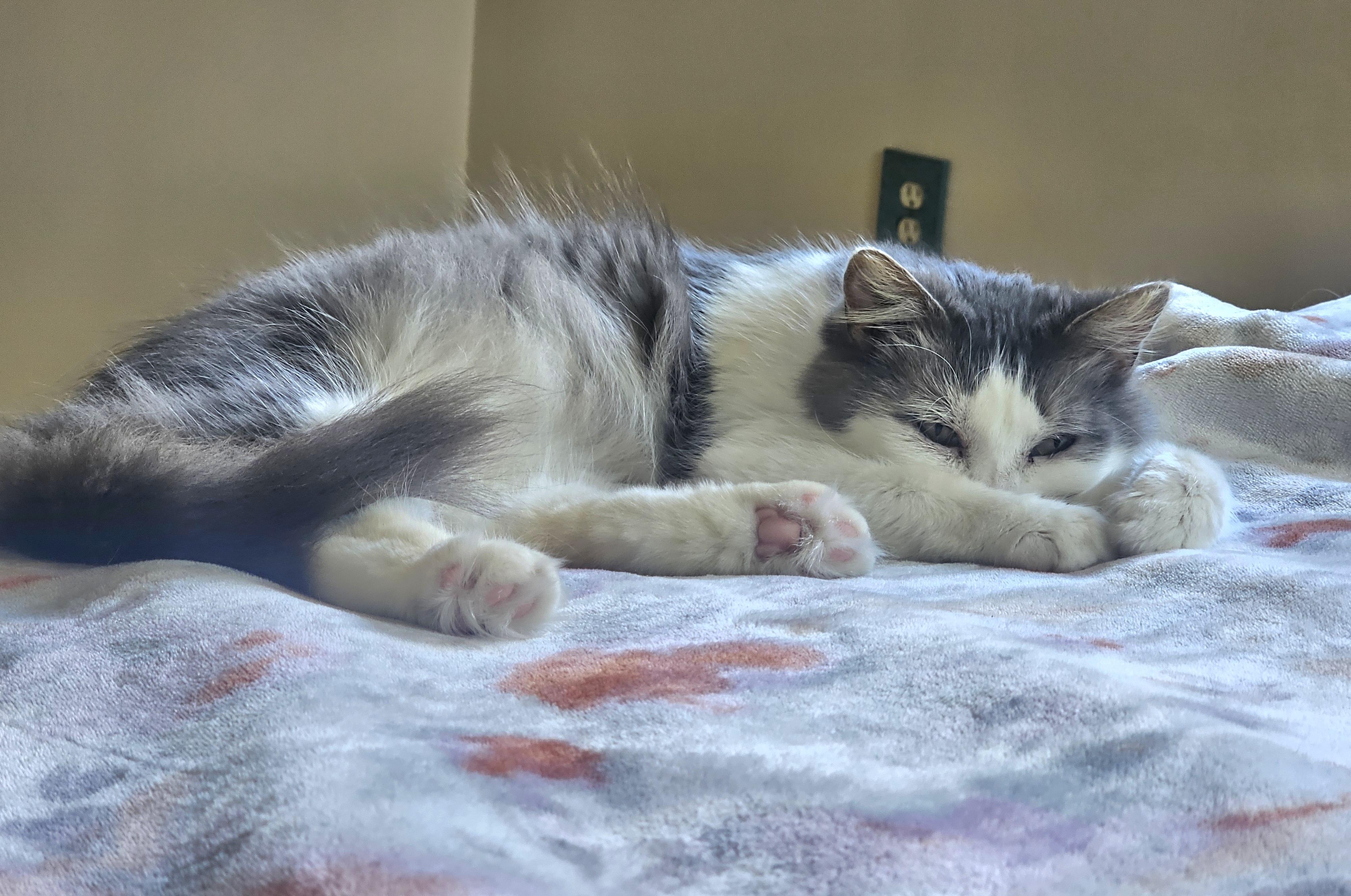 Enlarge Pearl, a ADOPTABLE Domestic Medium Hair in Pittsburgh, PA image 2/6